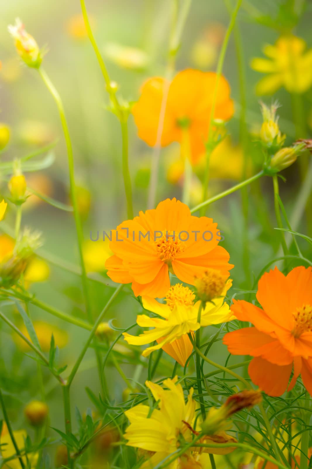 Beautiful Butterfly on Colorful Flower, nature background