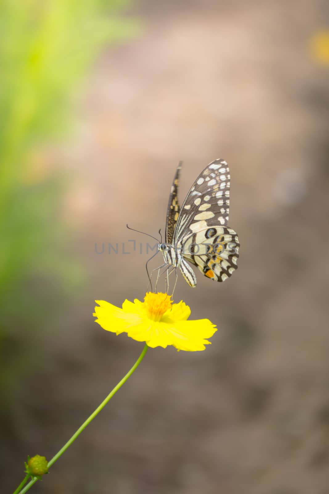 Beautiful Butterfly on Colorful Flower by teerawit