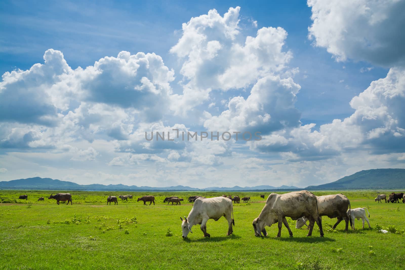 Group of Cow eating Grass in Green field under Sunny Cloud Sky