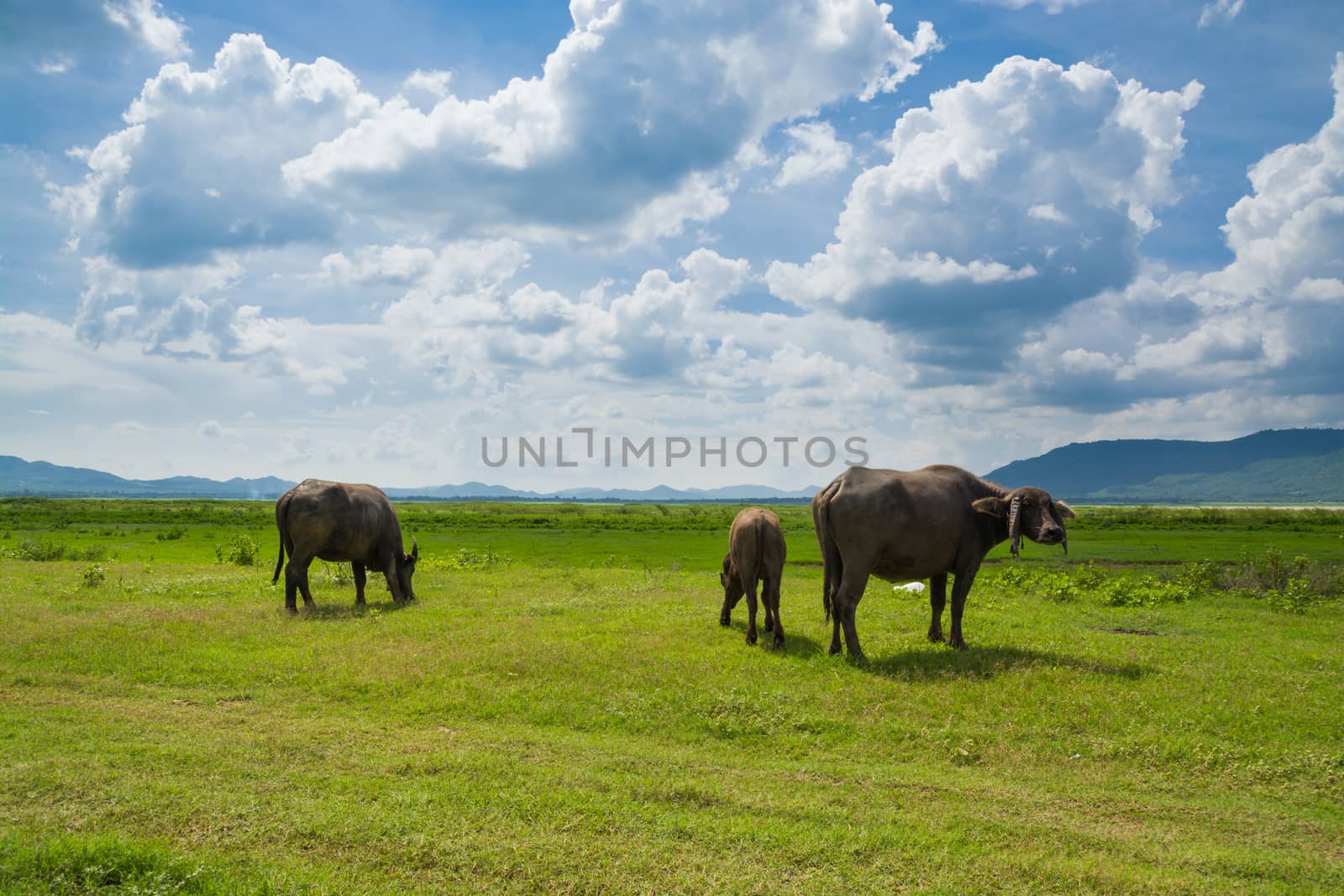 Buffalo eating green grass in Green Grass Field  by thampapon