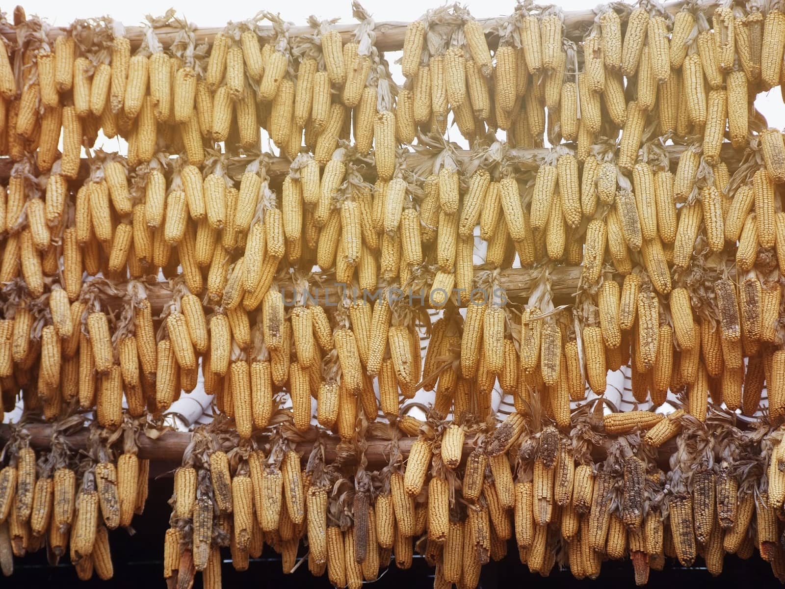 Agriculture concept : A lot of ripe dried corn cobs hanging on bamboo bar in the autumn sun