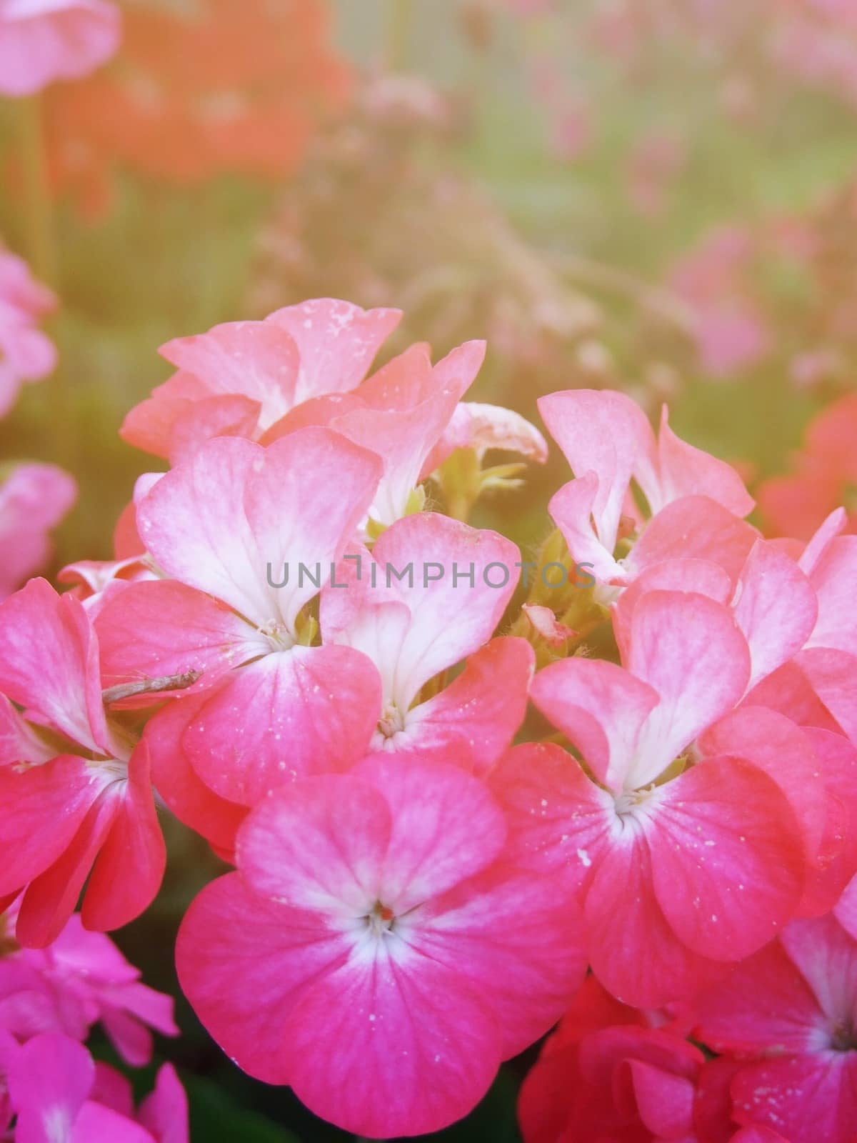 Nature background concept : Beautiful pink flowers in garden
