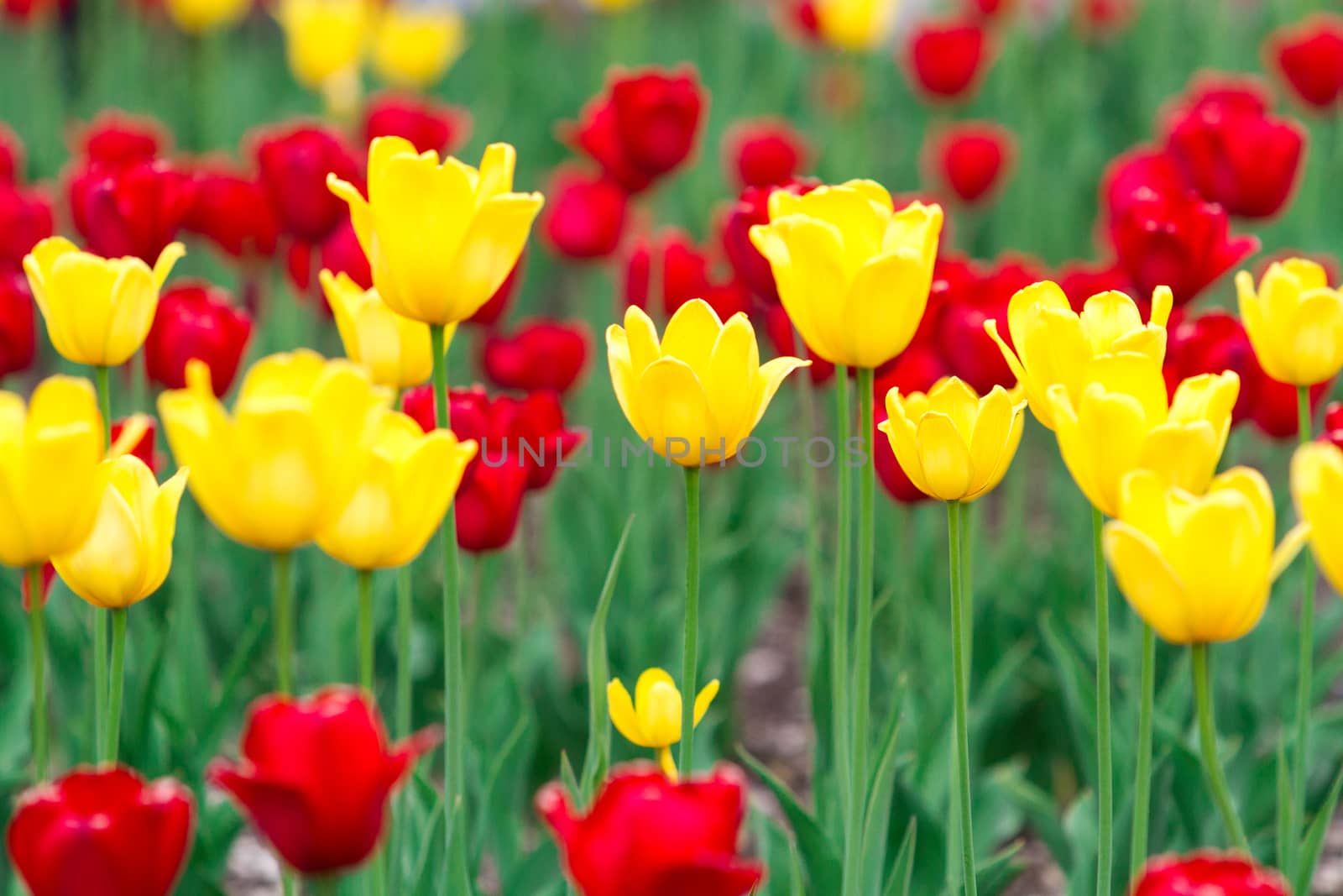 Yellow and red tulips flowers background by Nobilior