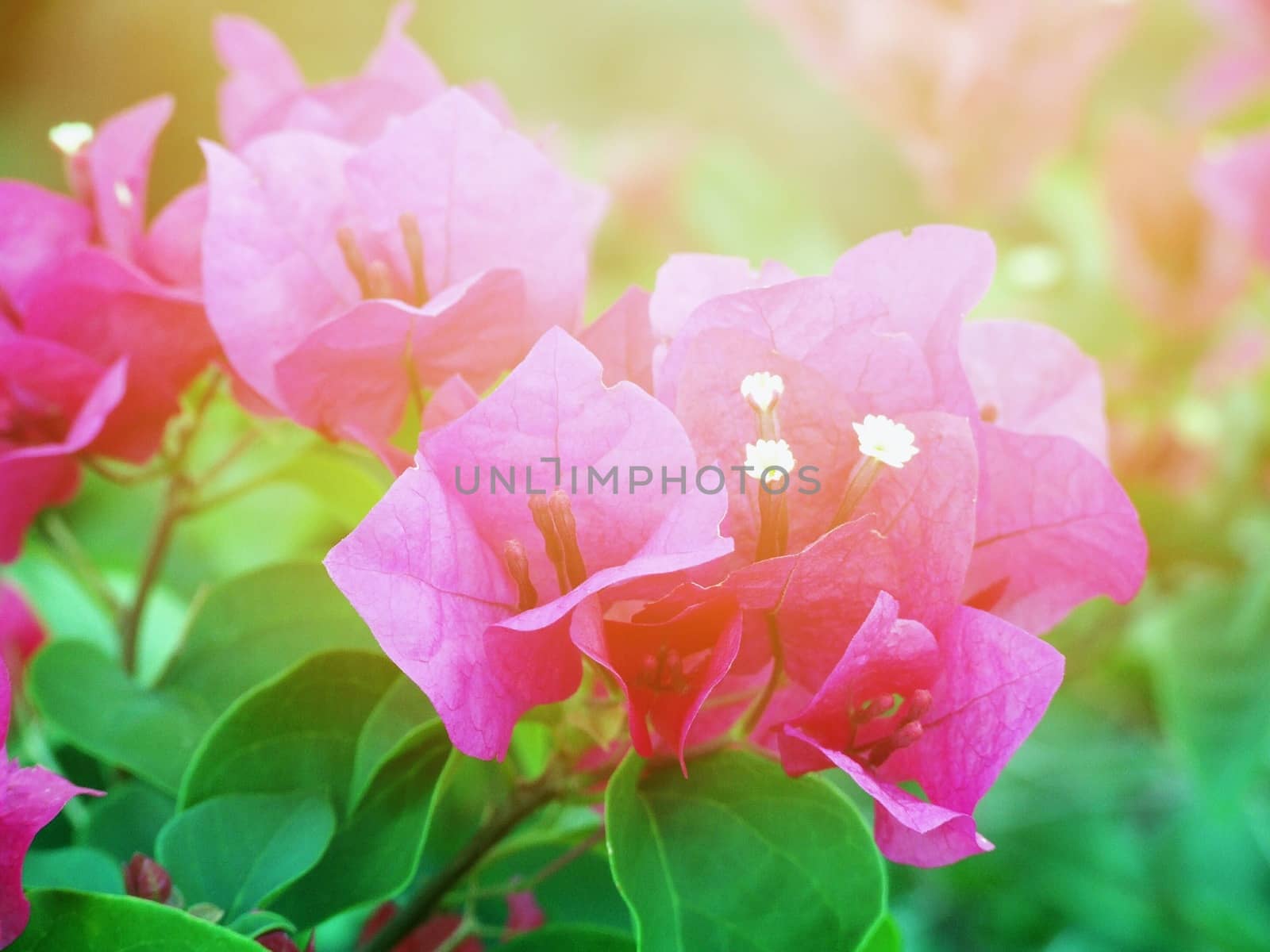 Nature background concept : Beautiful pink Lesser Bougainvillea flowers in garden