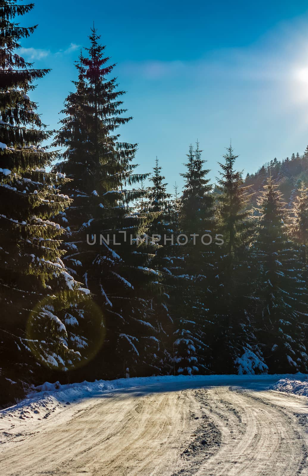 snowy road in spruce forest by Pellinni