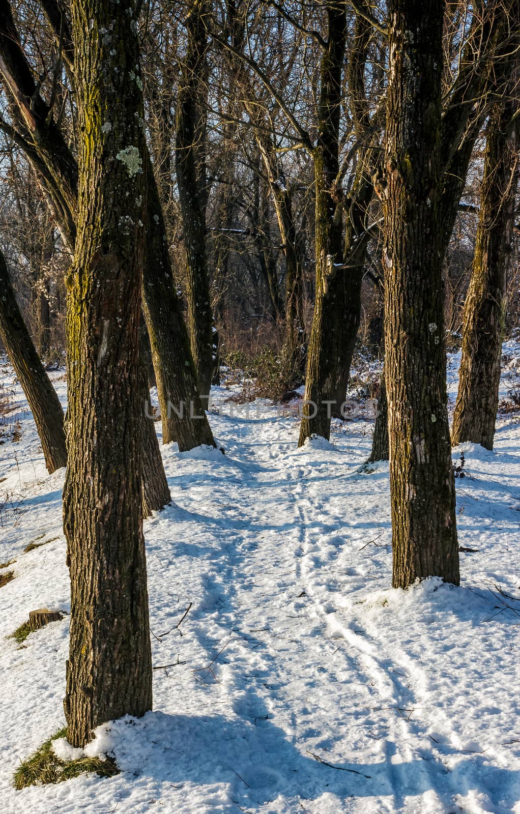 footpath in winter forest by Pellinni
