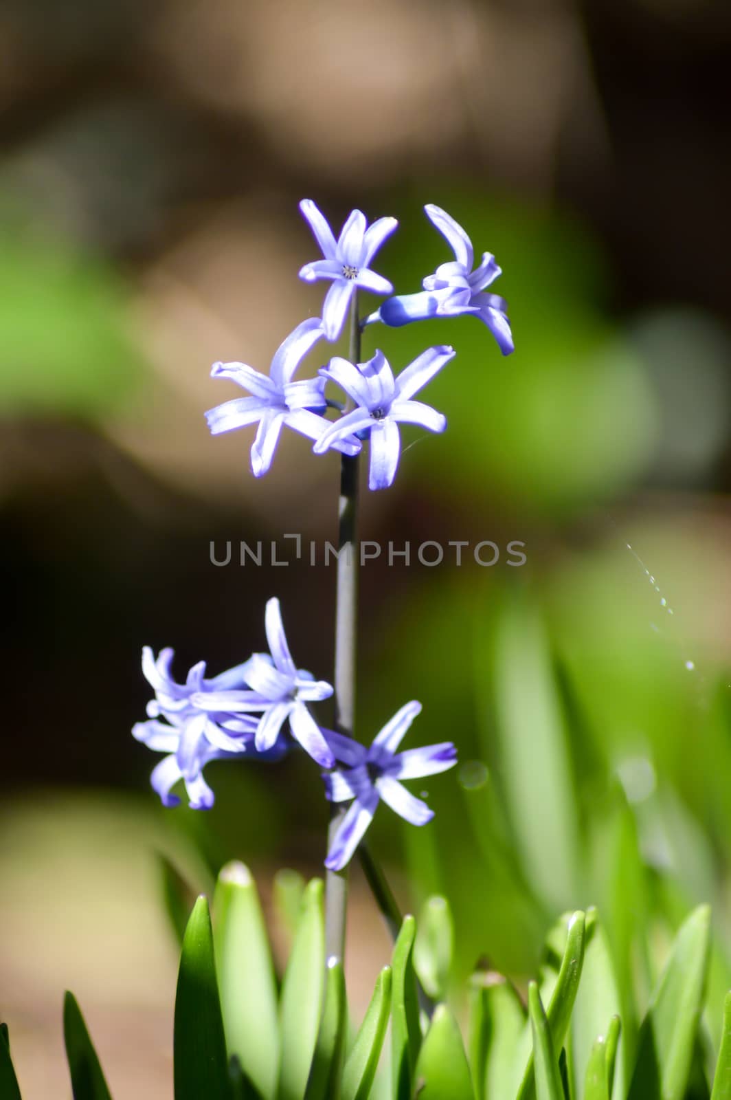 Flowers with blue petals  by Philou1000