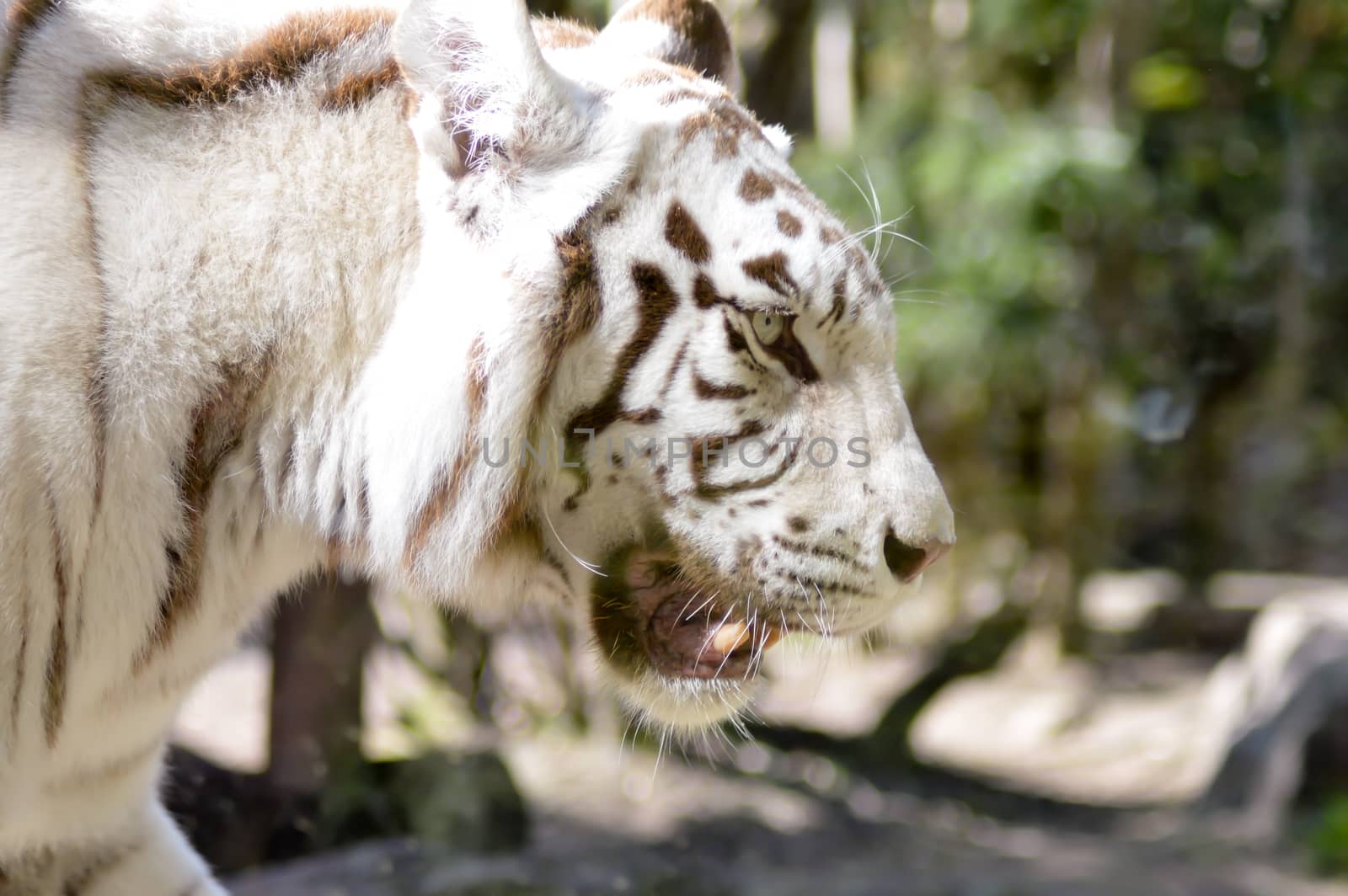 Look of a white Tiger in an animal park of France