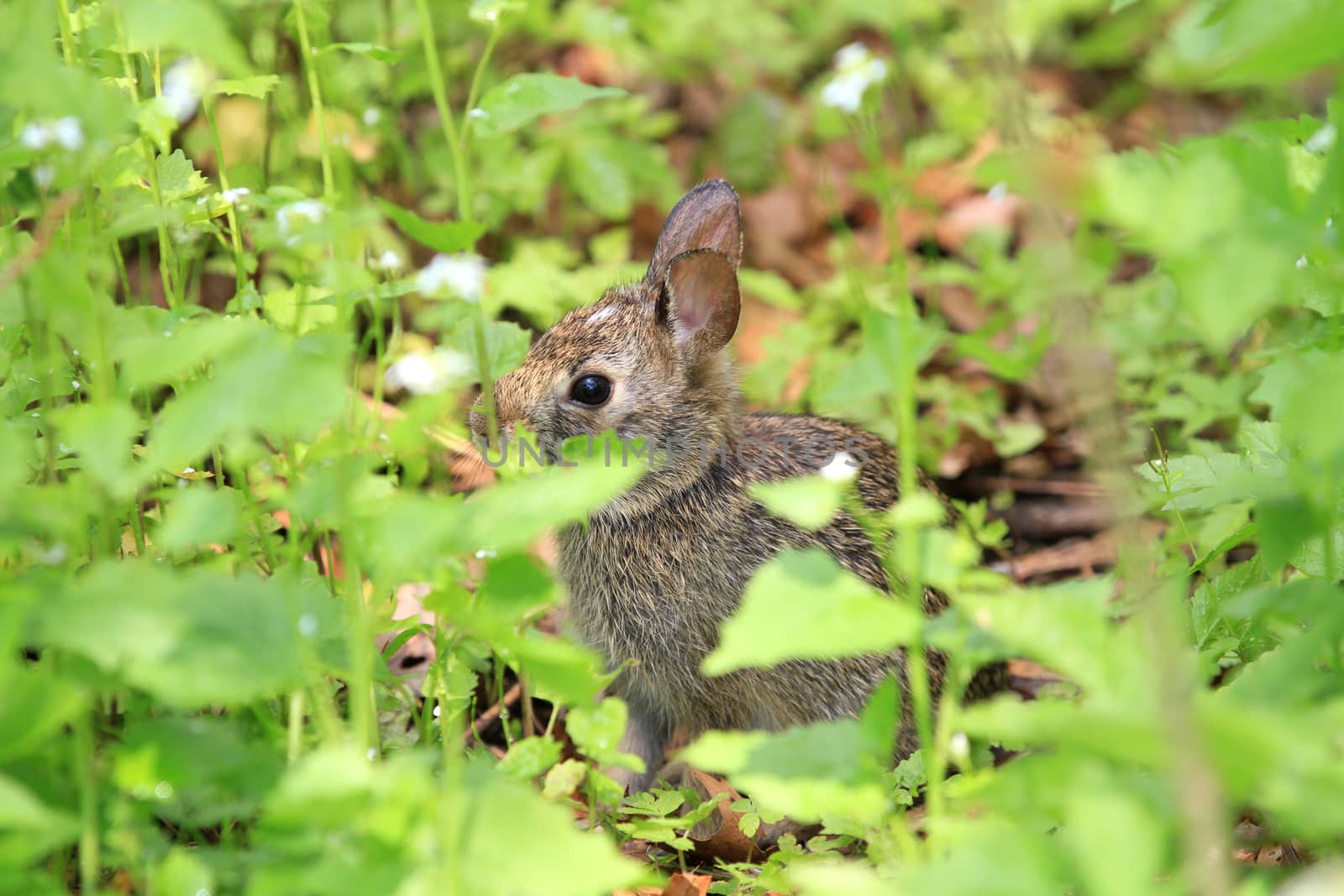 Cottontail Rabbit by framed