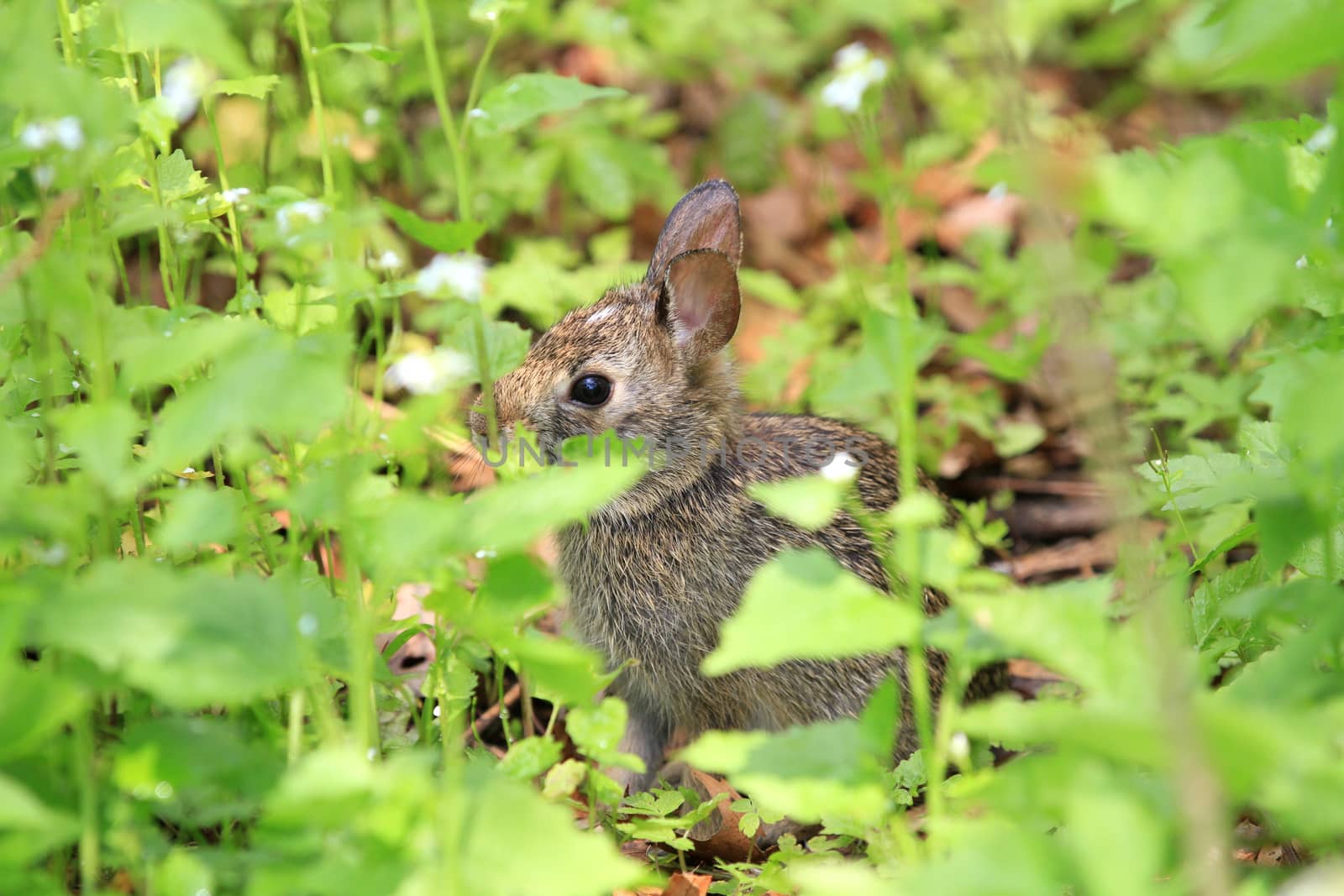 Cottontail Rabbit early spring eating greens