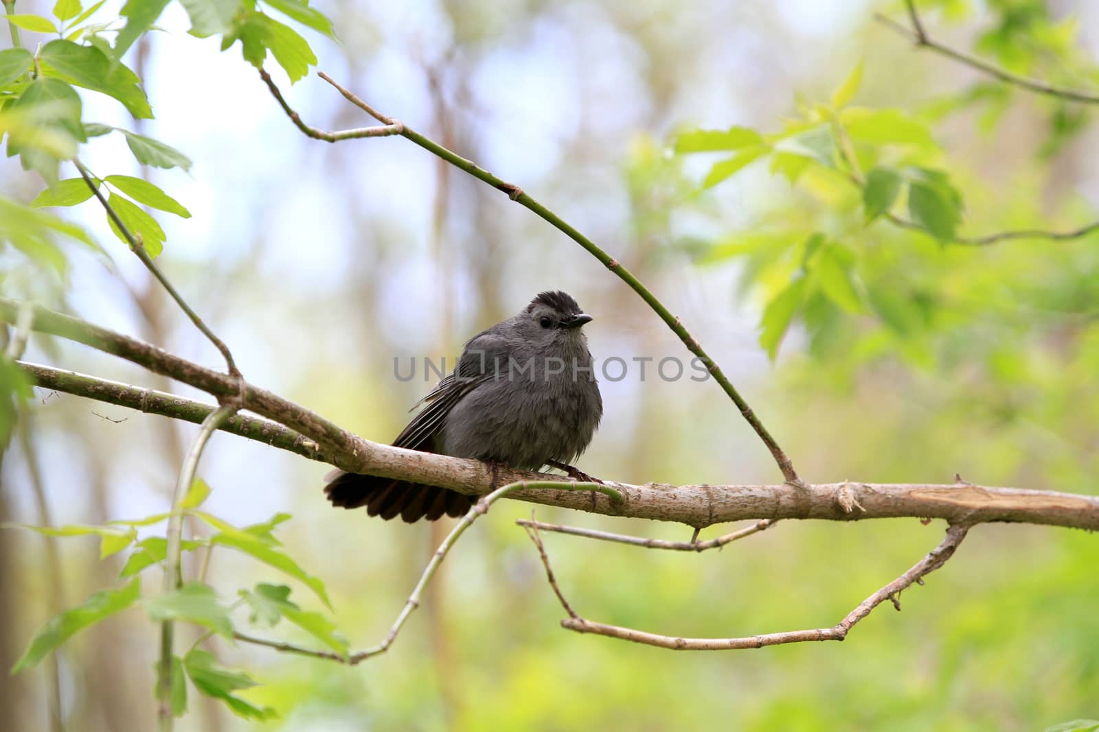 Gray catbird perched on branch after a rain