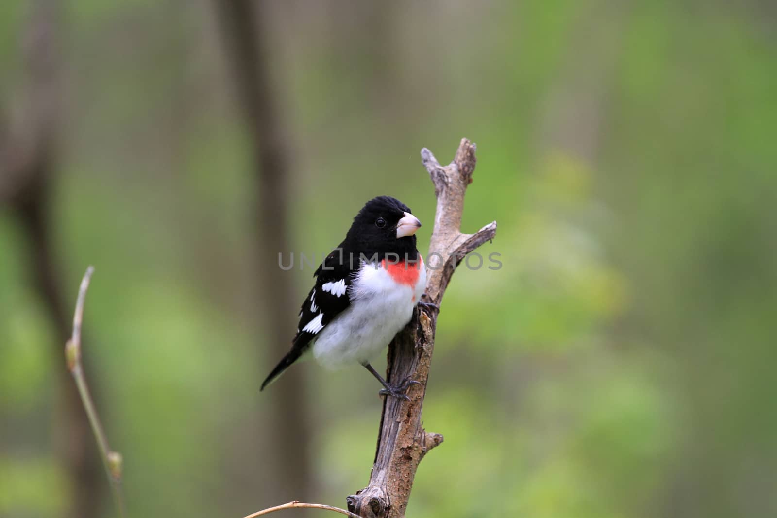 Rose-breasted Grosbeak male perched on dead branch