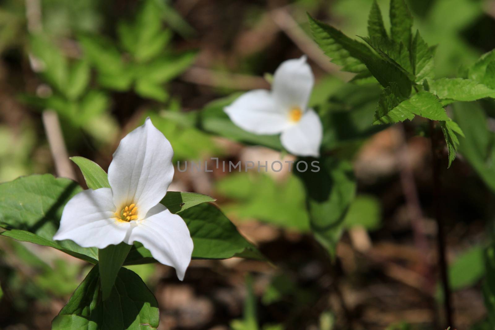 Trillium Flower by framed