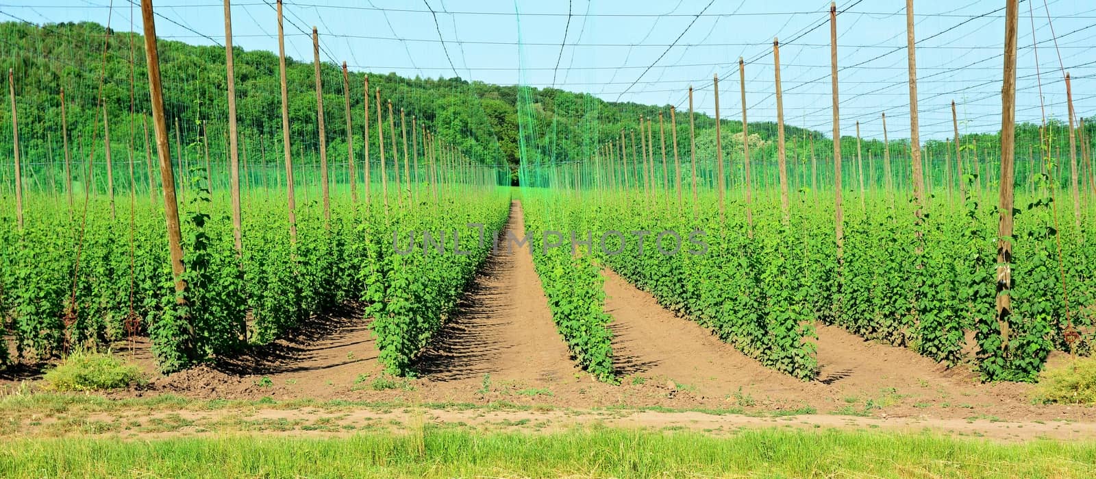 View of the growing young hops in a hop garden in Czech Central Mountains.