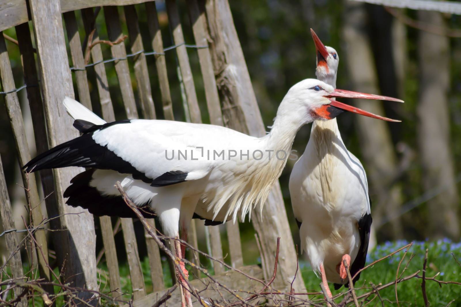 Two storks in a wood by Philou1000