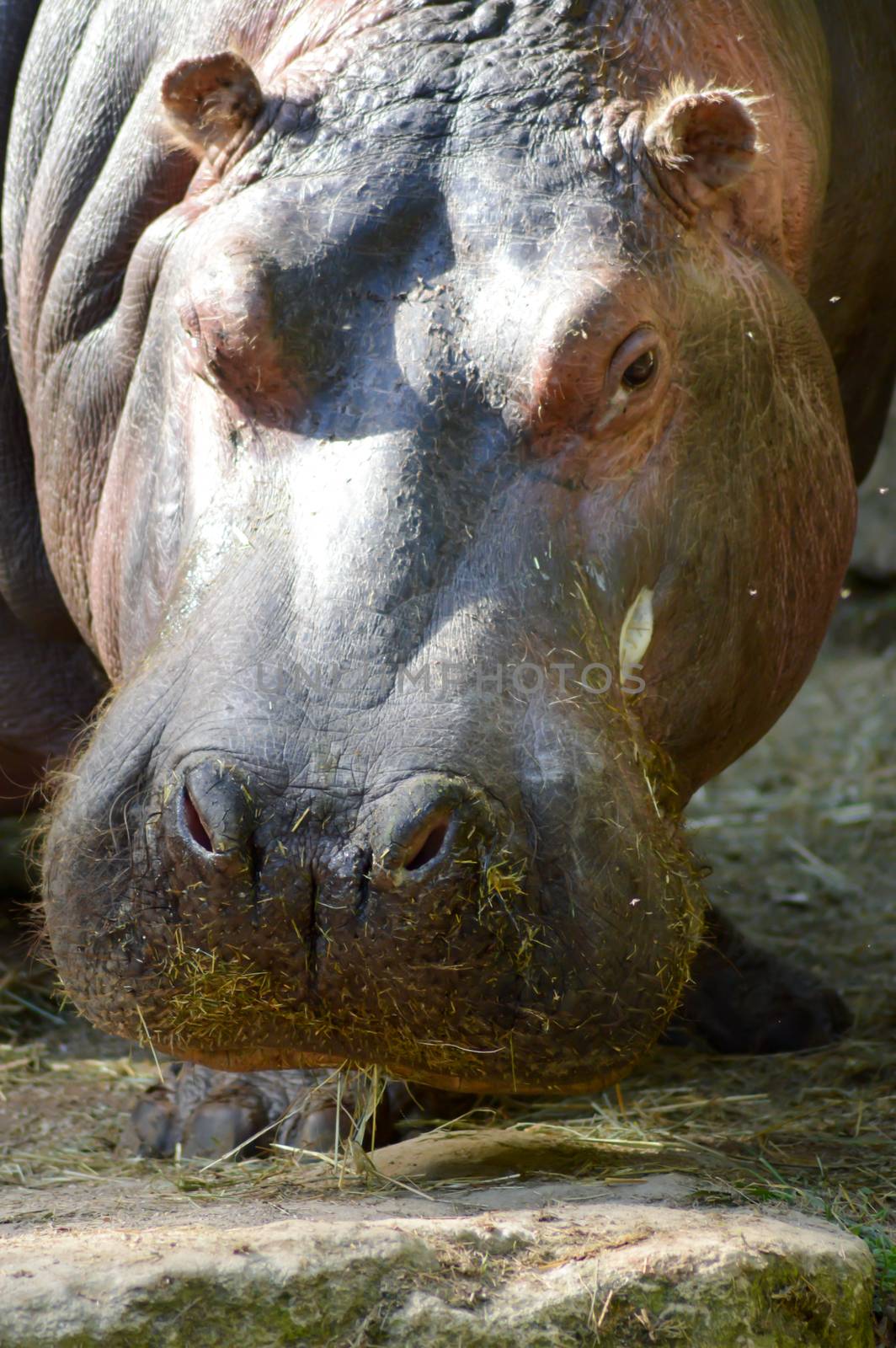 Hippopotamus seen from close up  by Philou1000