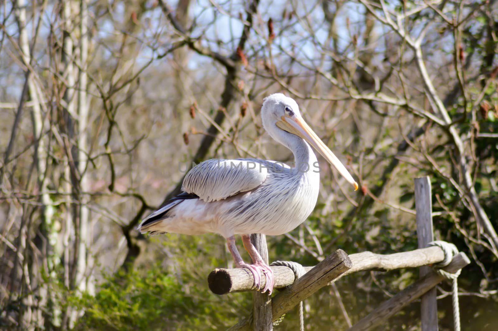 Pelican who makes his toilet on a wooden promontory in a zoo in france