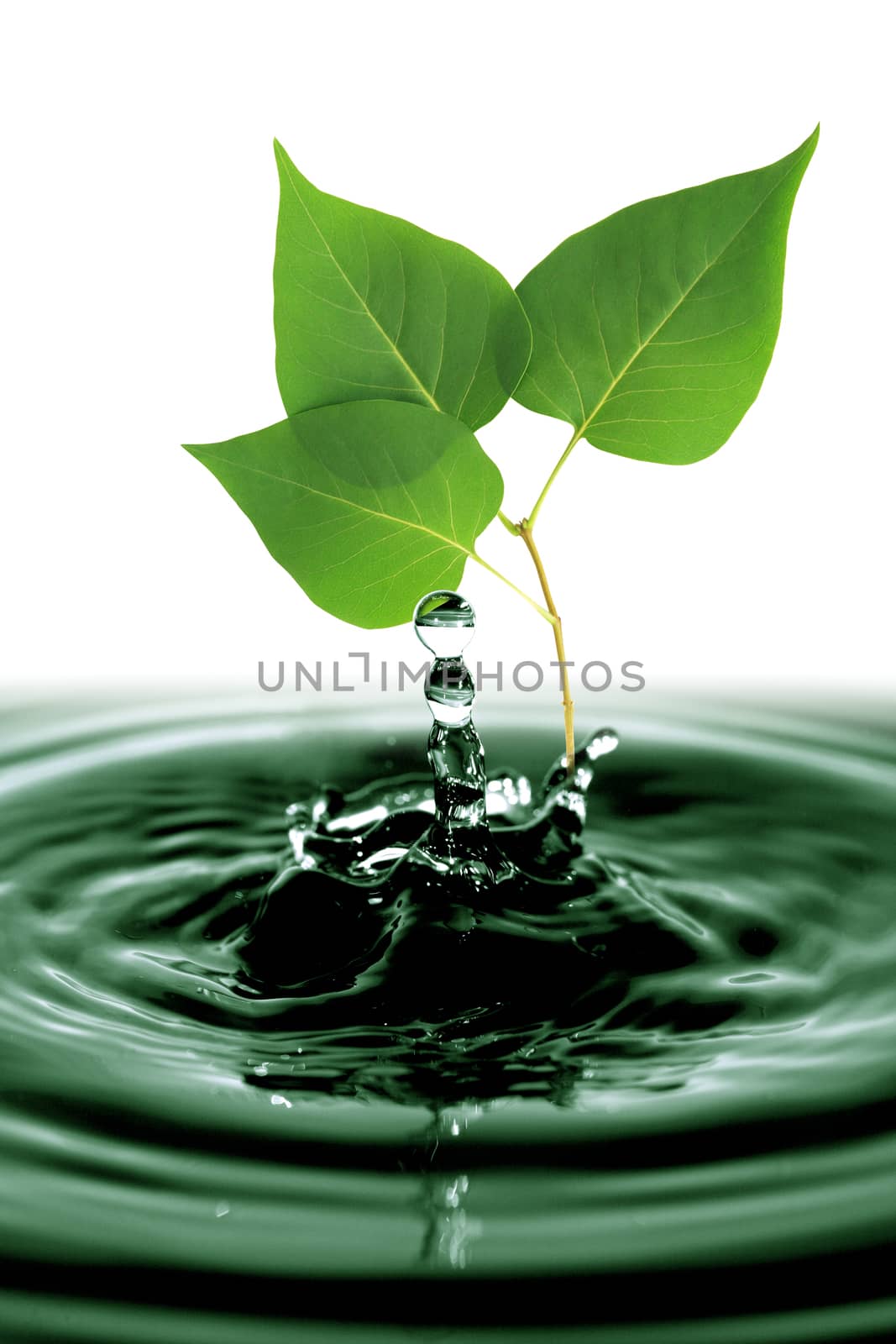 Twig with freshness green leaves in splashing water