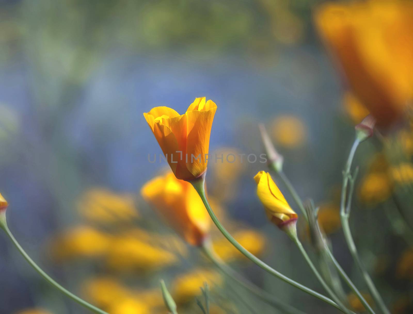 California Poppy, Taken at Uvas Reservoir, Morgan Hill, California