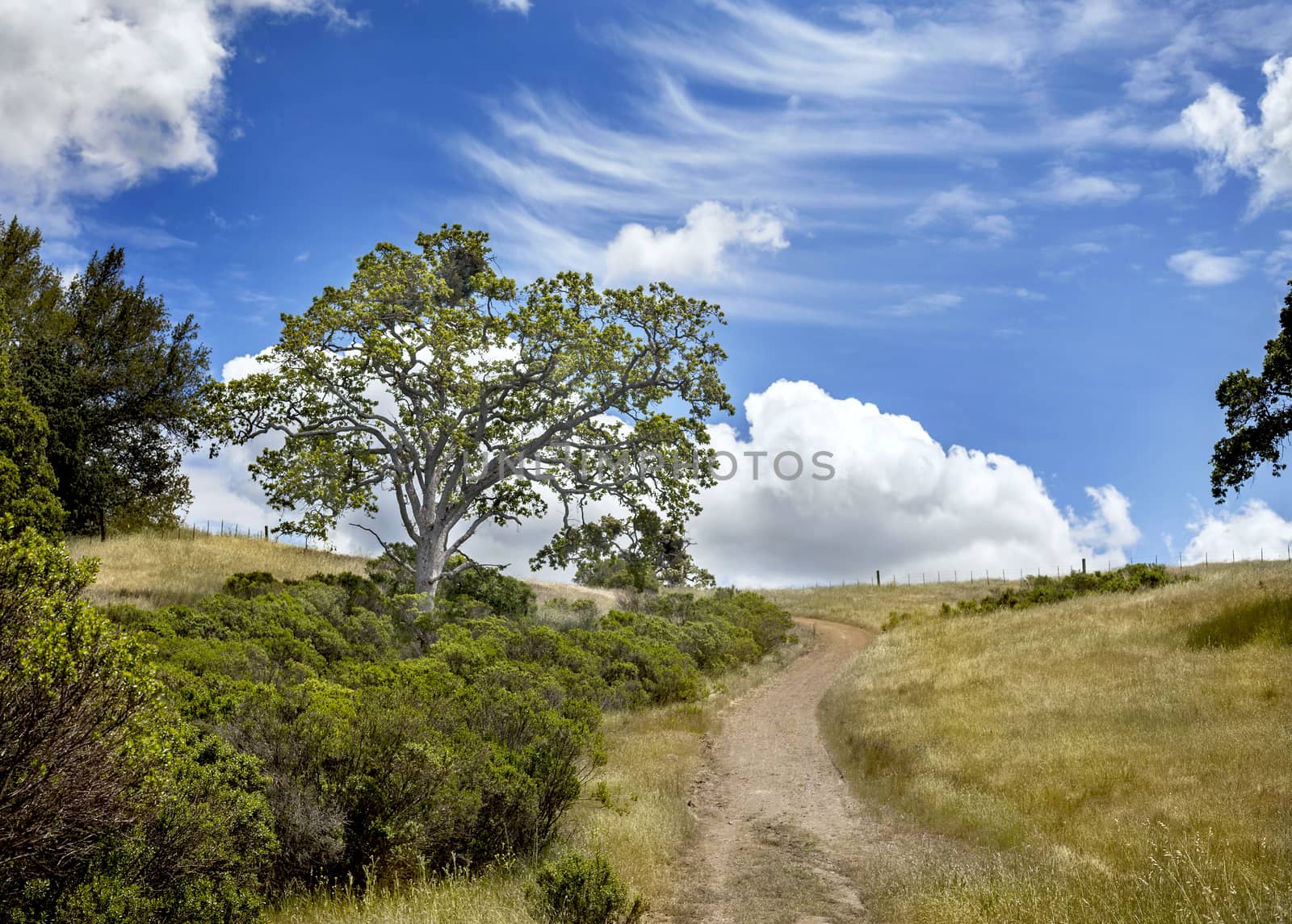 A road leading to a ranch surrounded by trees and grass, located in Northern California.