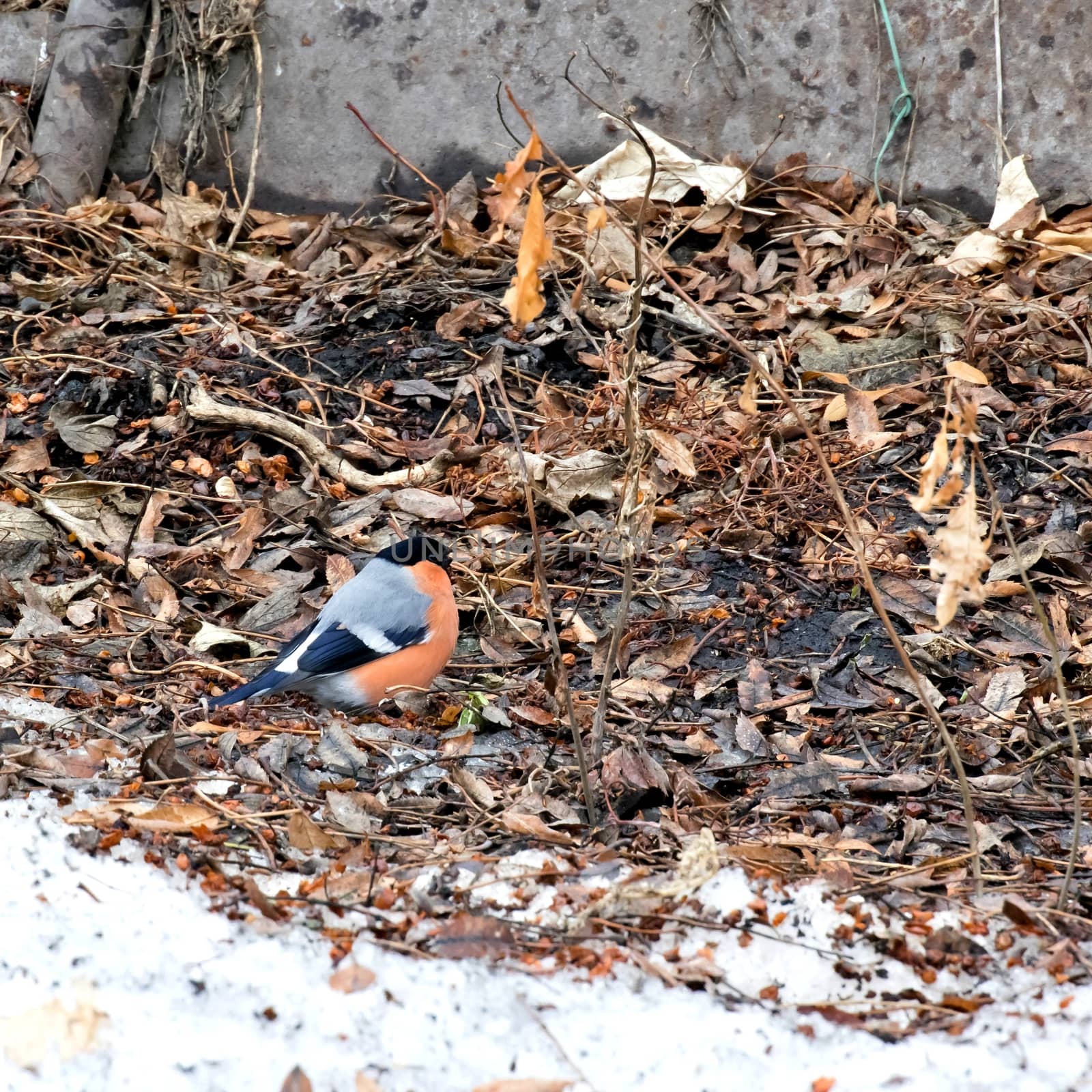 bullfinch eating Rowan on the ground by valerypetr