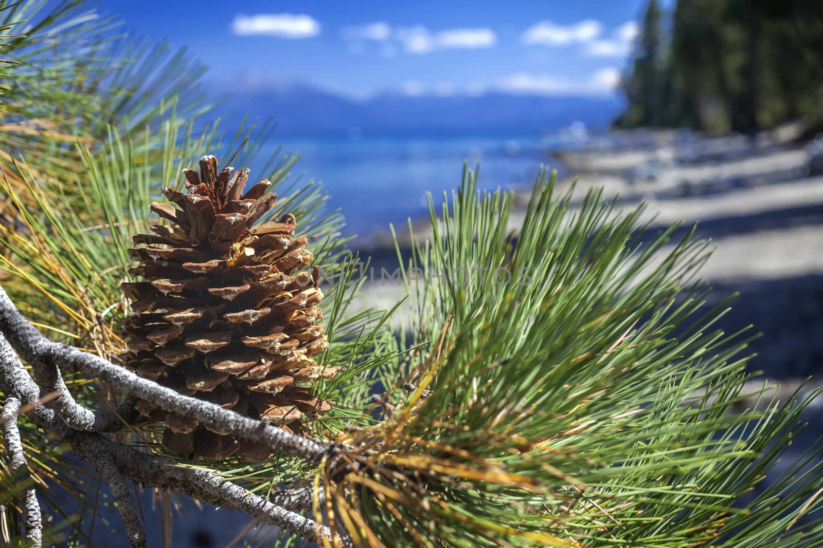 Pine cone isolated with Lake Tahoe in the background. The image is looking South toward South Lake Tahoe, California.