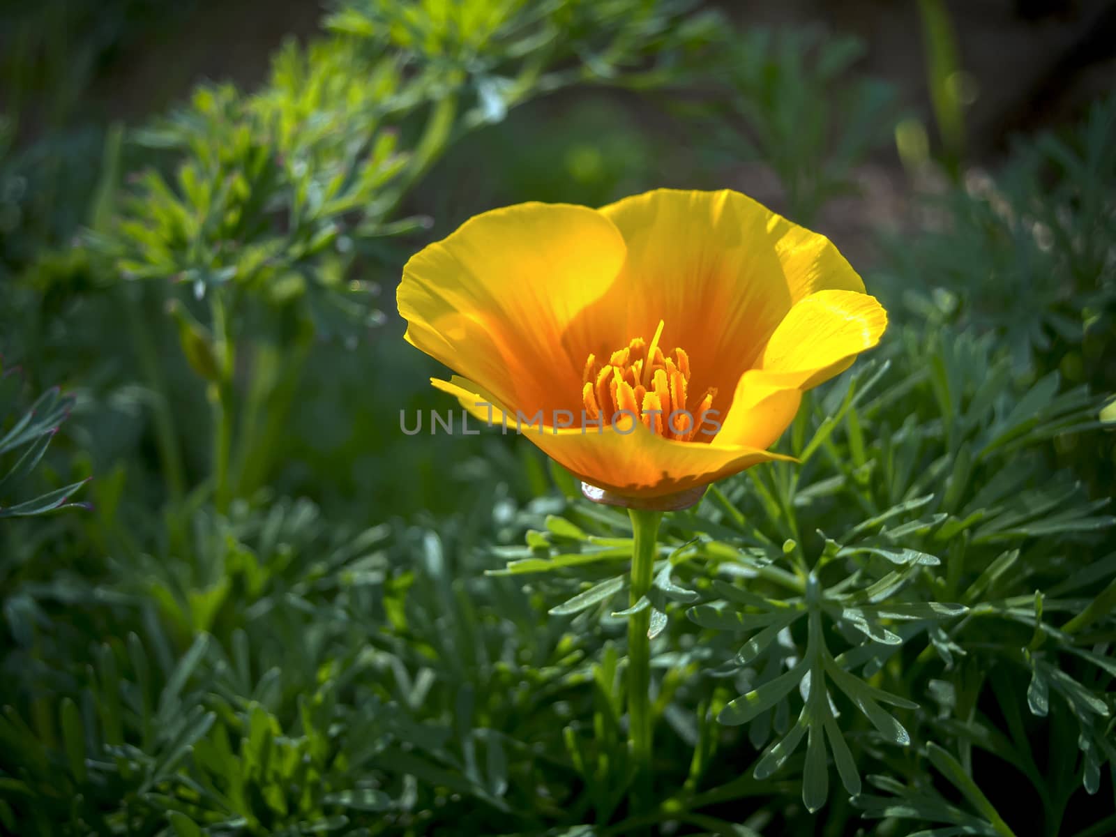 Image of a California growing in the wild at a local Norther California county park.