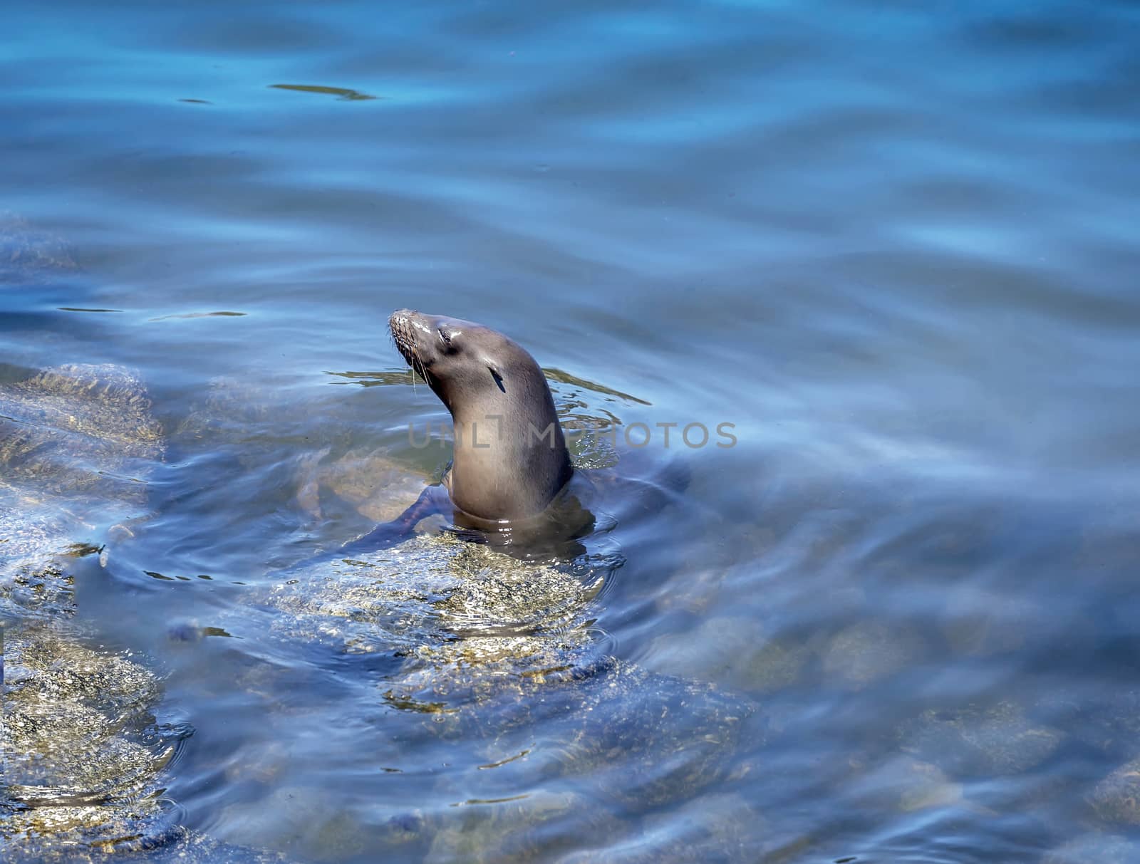 An image of a resting seal in Monterey, California harbor. 