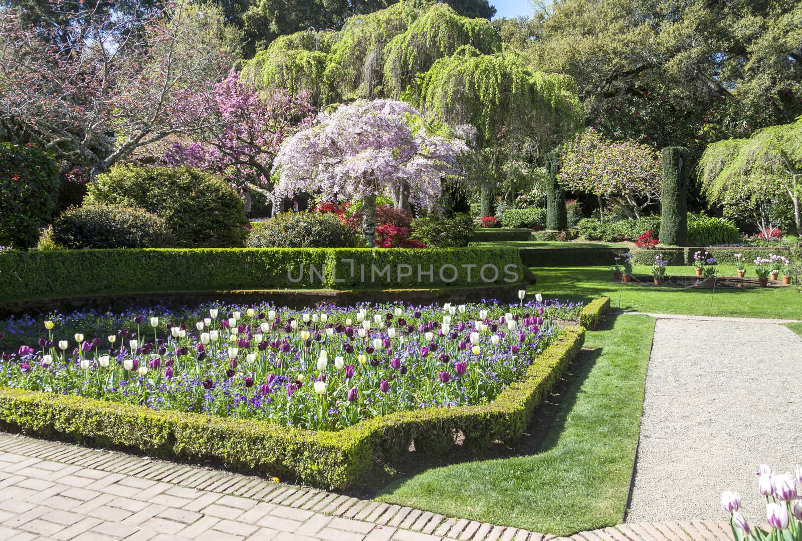This image was taken at a formal garden near San Francisco, California. Spring had arrived, and the tulips as well as most of the trees were in mid bloom.