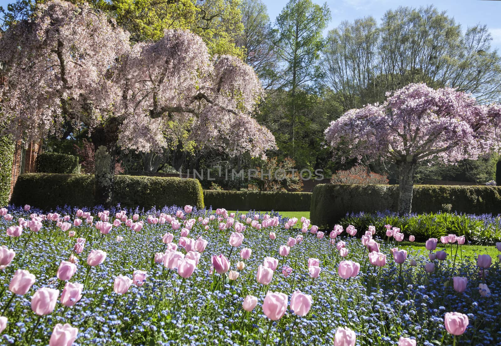 Tulip Garden by mmarfell