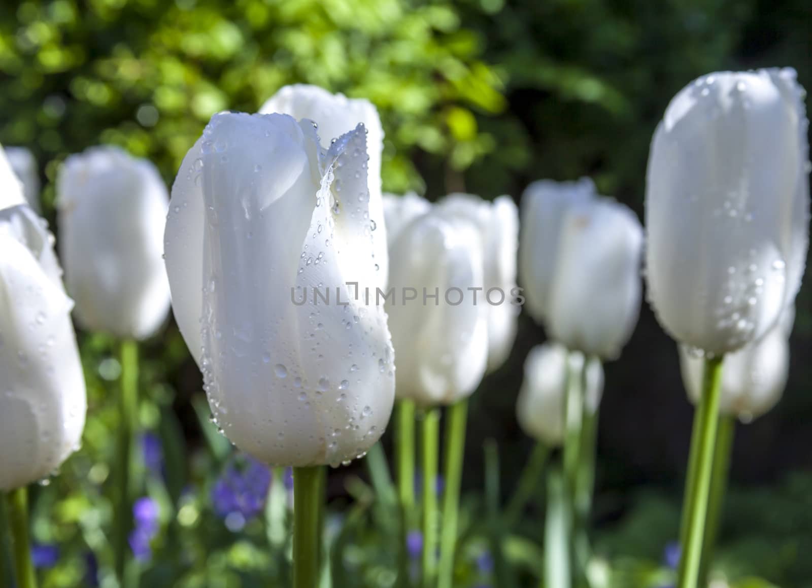 This is an image of a garden of blooming white tulips found in a formal garden just after being watered. 