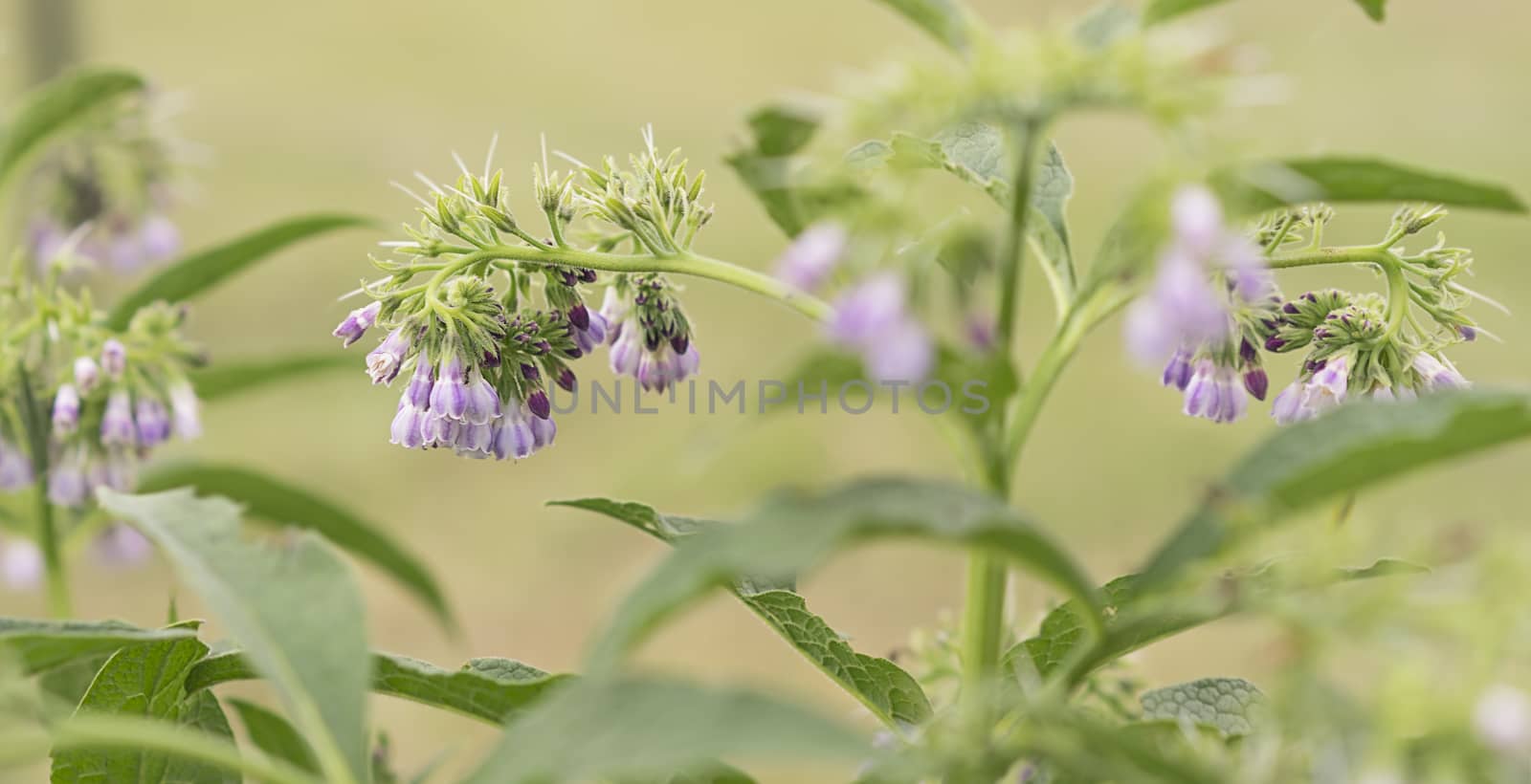 Purple blue comfrey or comphrey flowers with leaves  in panoramic view
