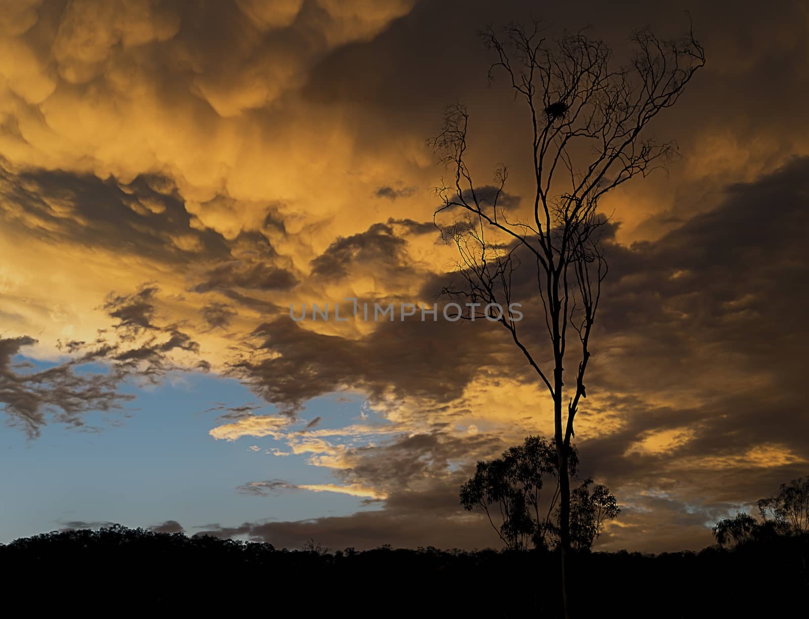 Ominous golden Australian sunset with stormy mammatus clouds and eucalyptus gumtree silhouette