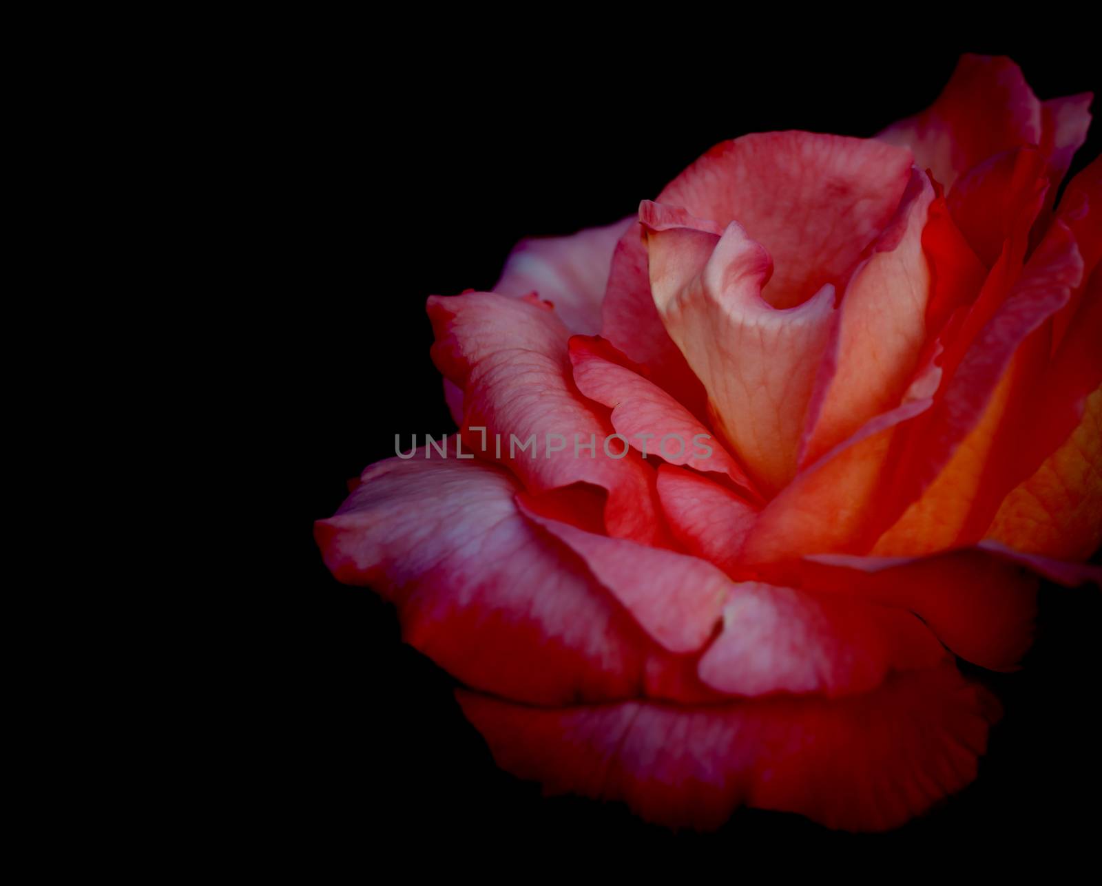 Red rose flower on black background for love, condolence or celebration