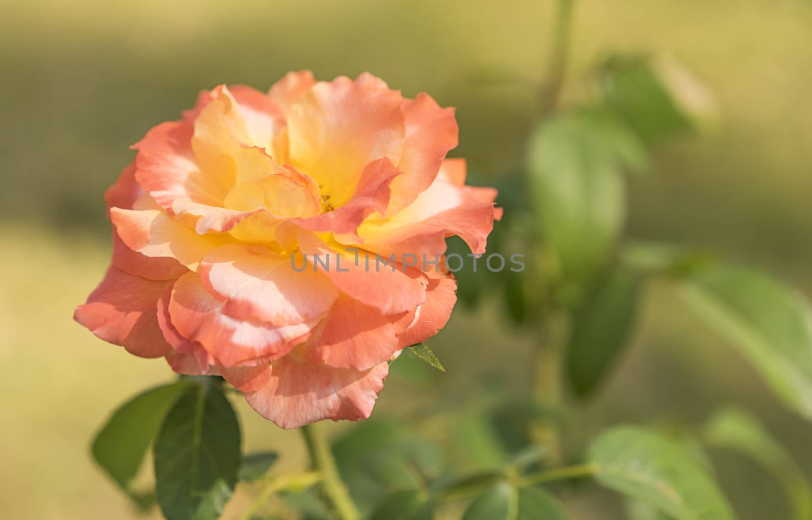 Condolences funeral tragedy or grief background with pastel rose flower blossom