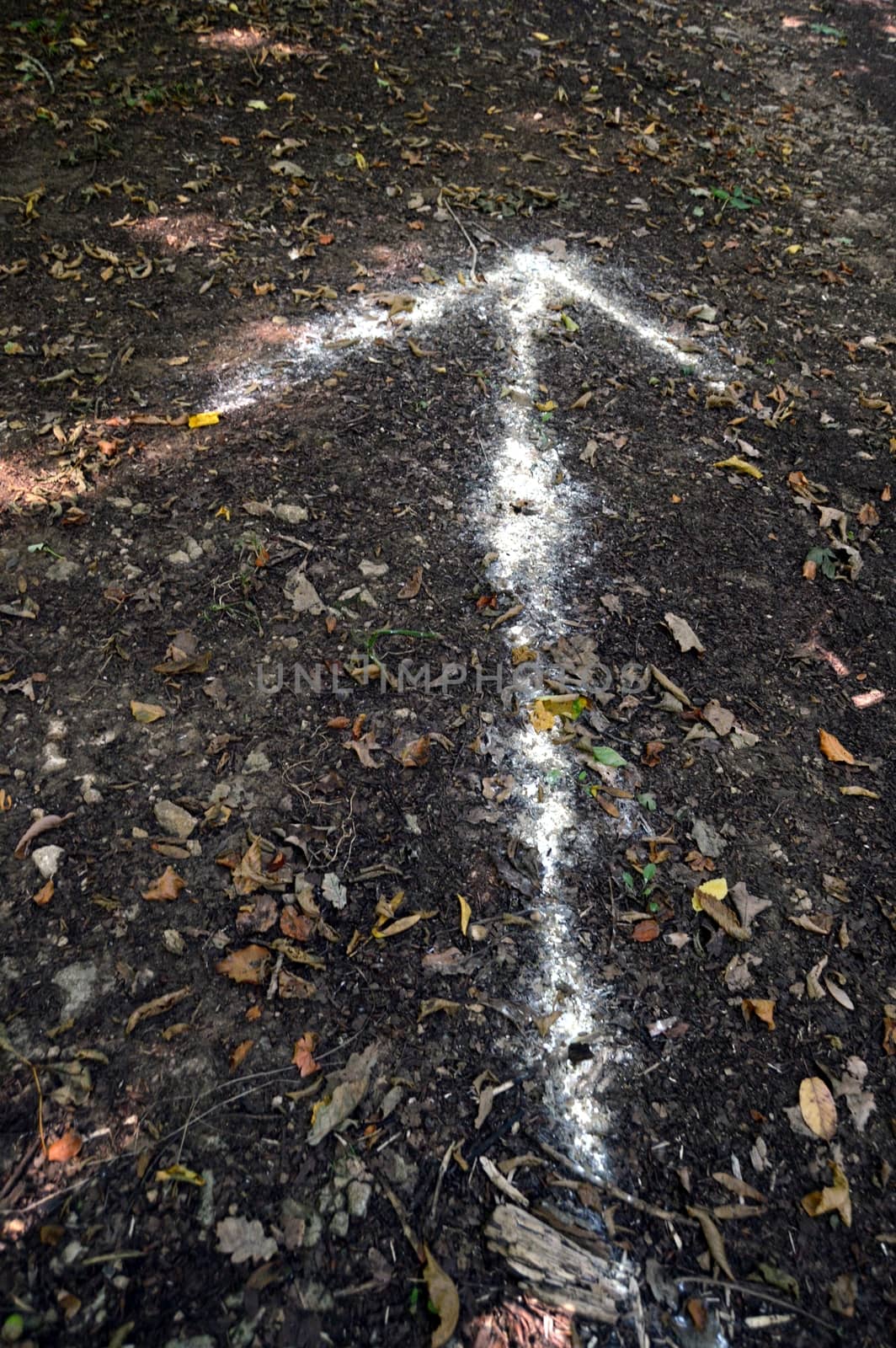White arrow painted on the ground on a path of a wood.