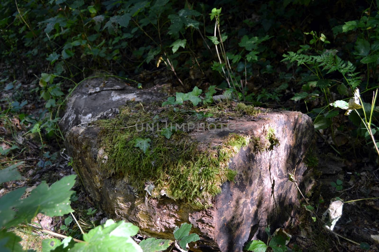 Old trunk with the foam rest along a wooden way