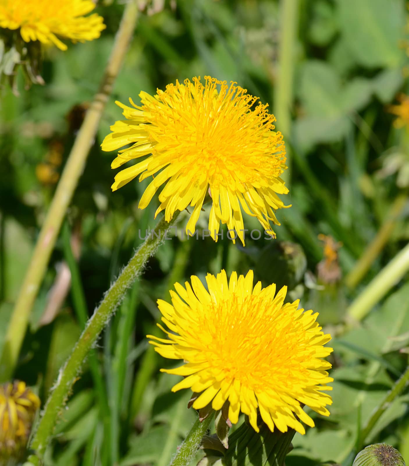 the yellow dandelion in a green grass