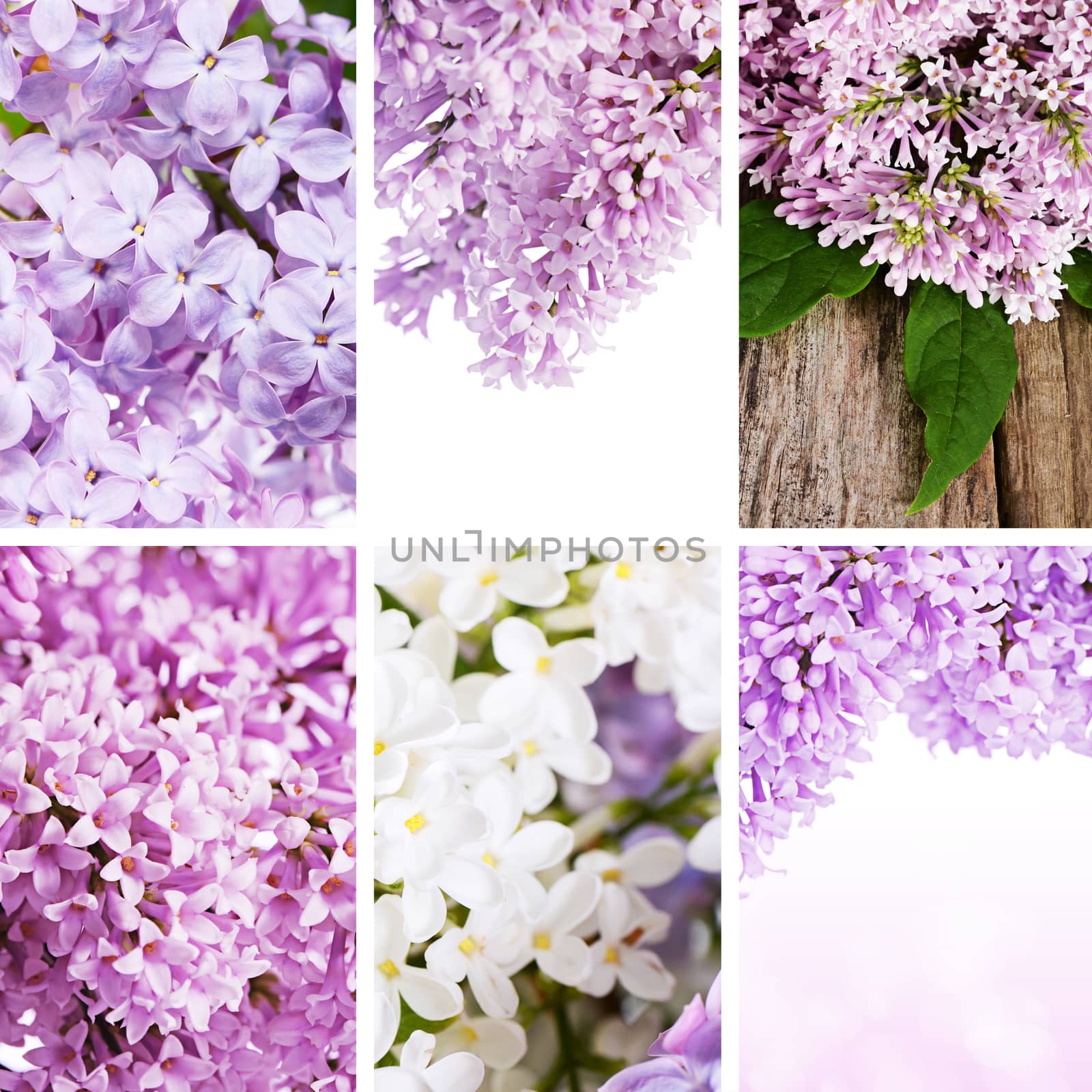 Lilac close up as a background by SvetaVo