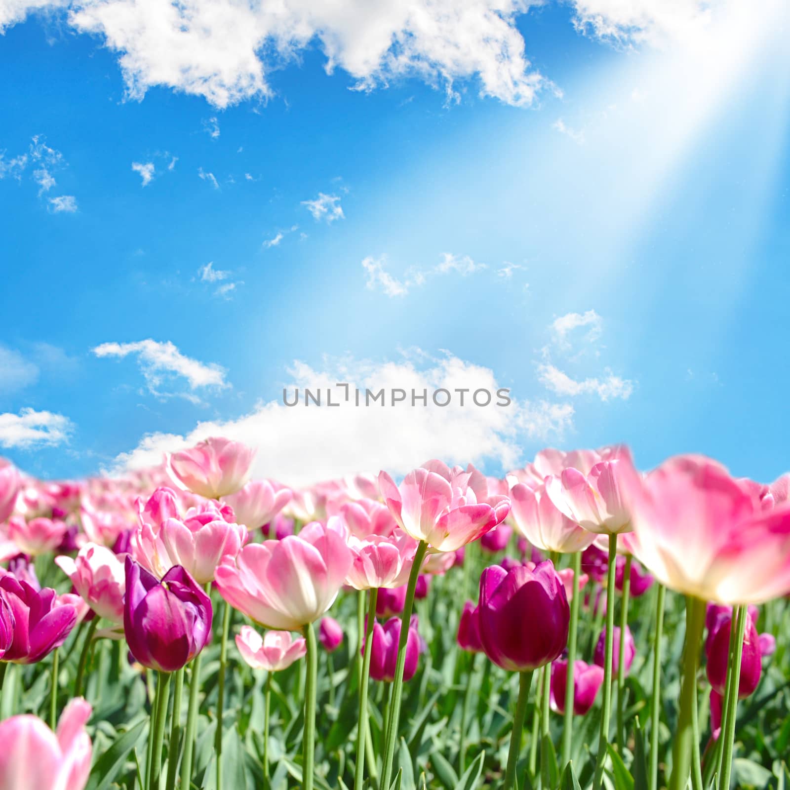 Field with pink tulips on blue sky background by SvetaVo