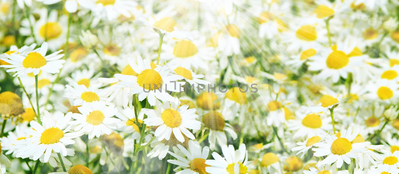 The summer field with daisies and cornflower