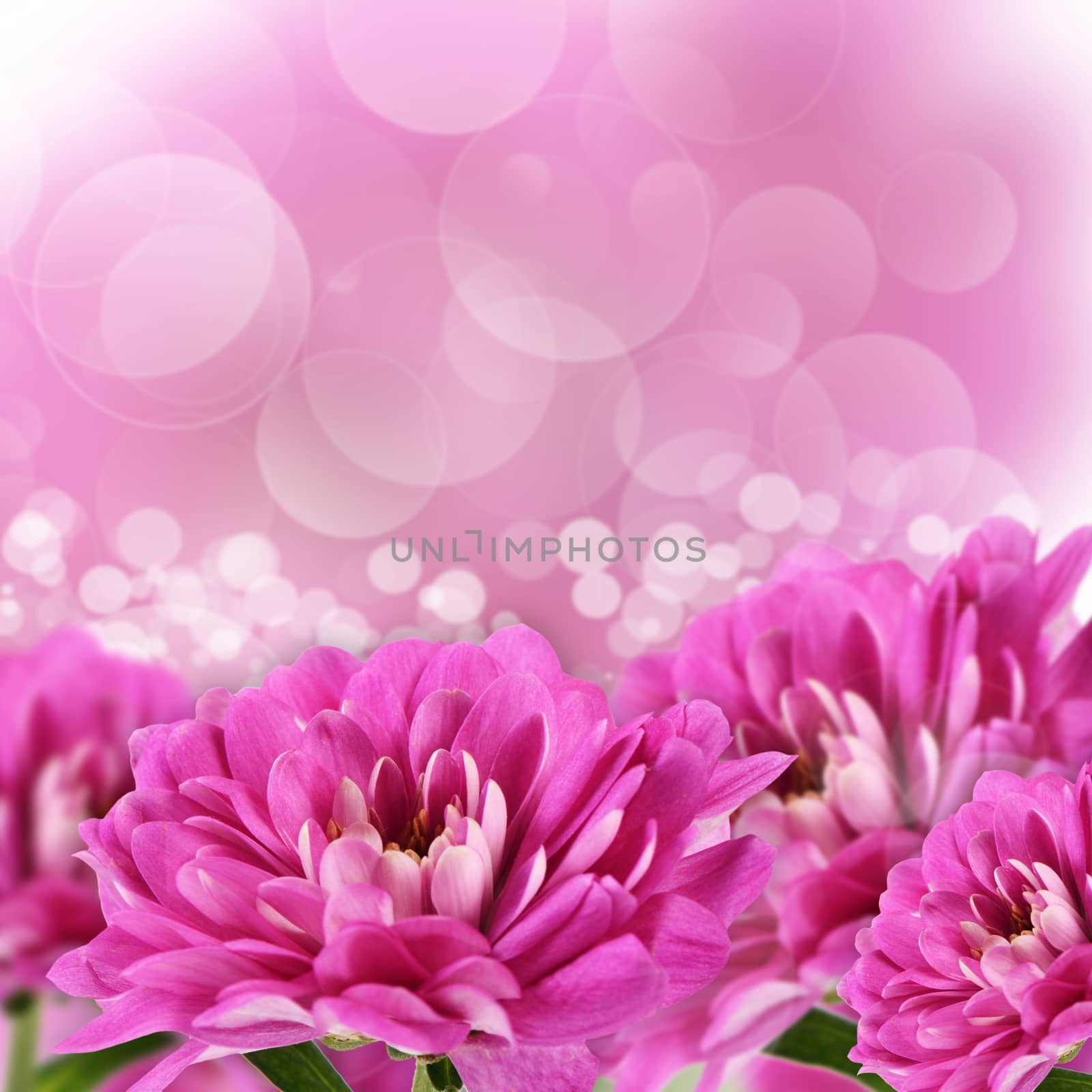 Flower pink chrysanthemums by SvetaVo