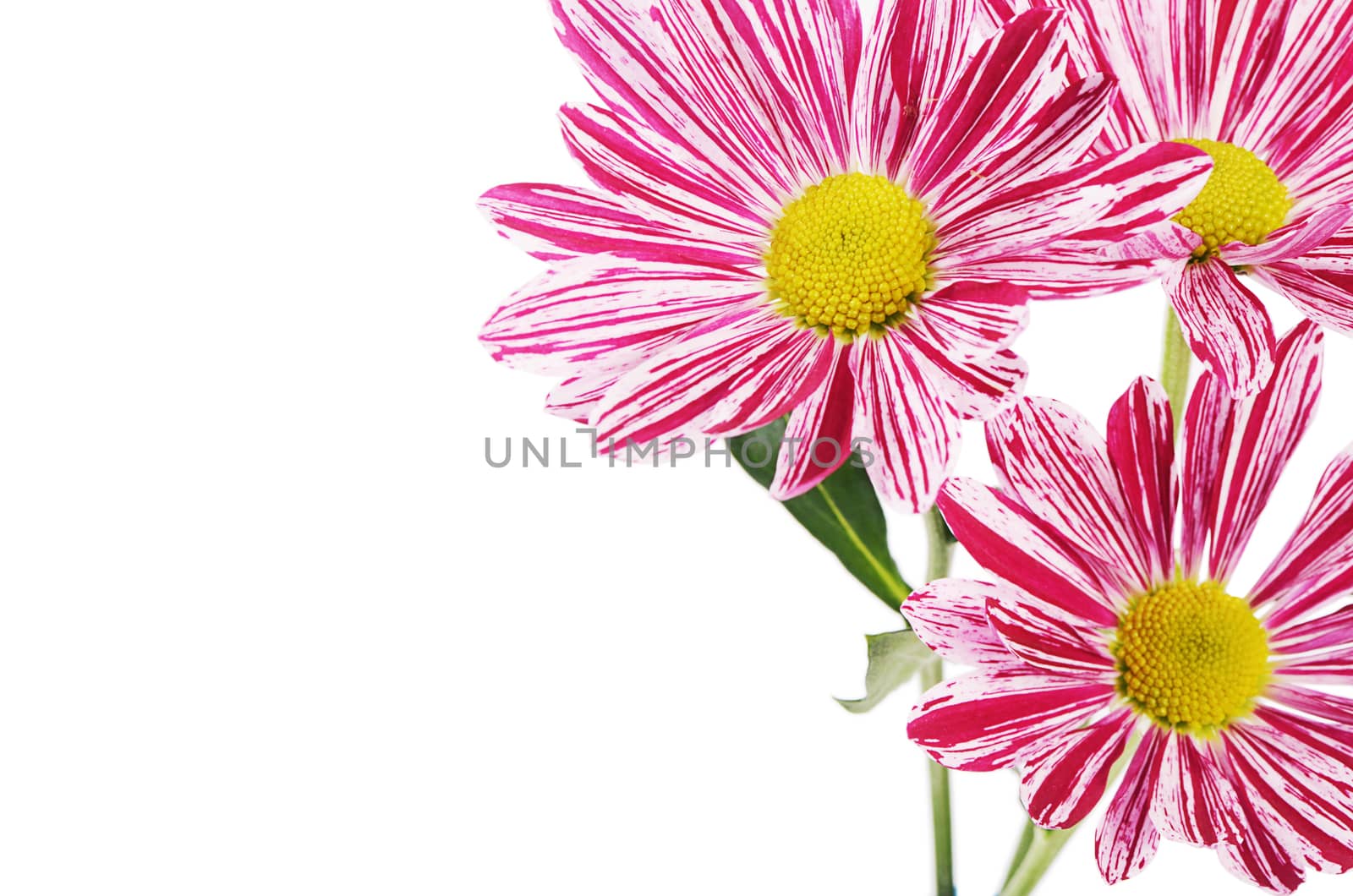 Flower pink chrysanthemums on isolated white background