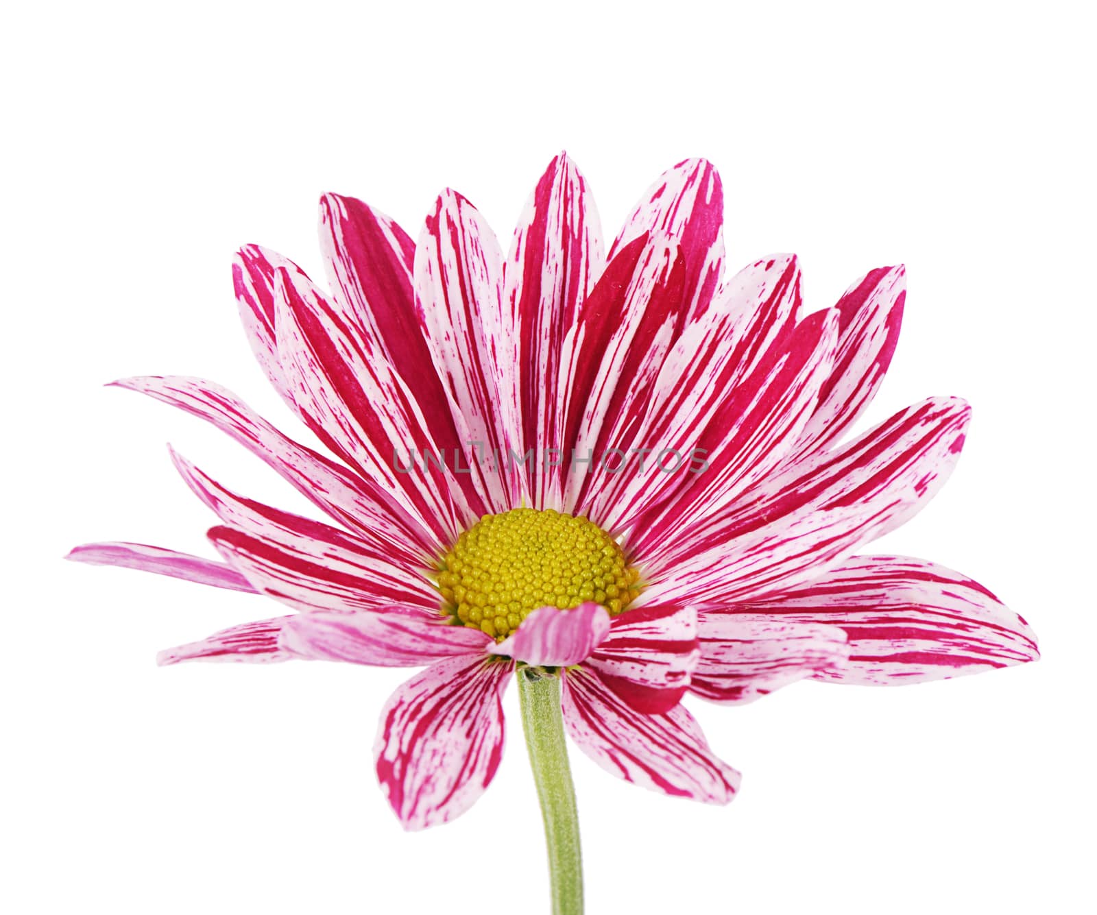 Flower pink chrysanthemums on isolated white background