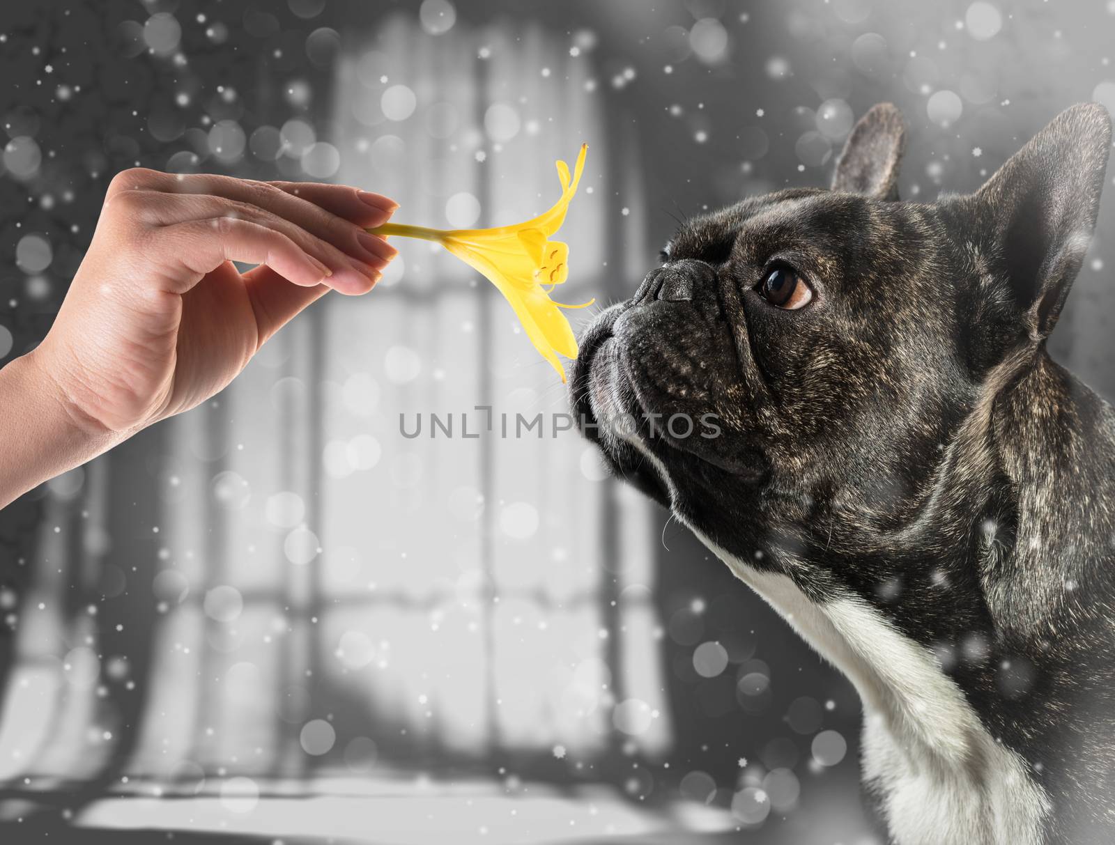 French bulldog smell a flower on black background
