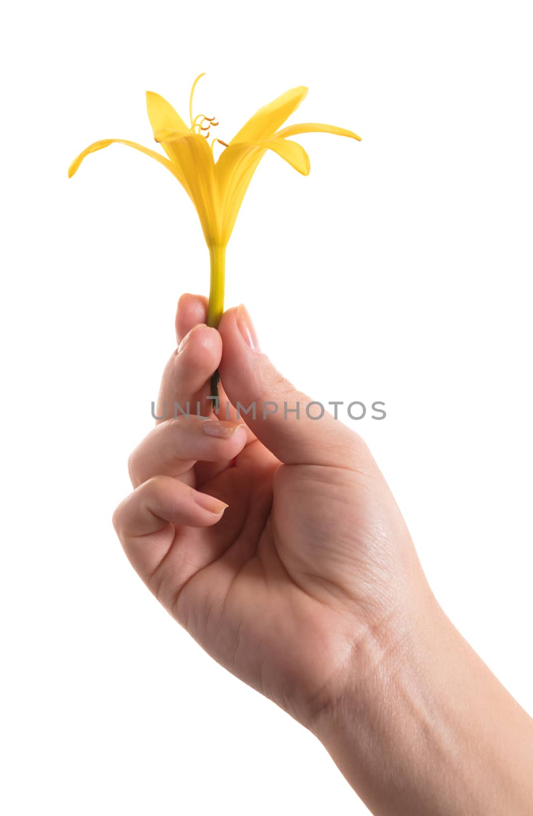 yellow lily flower in a female hand  by MegaArt