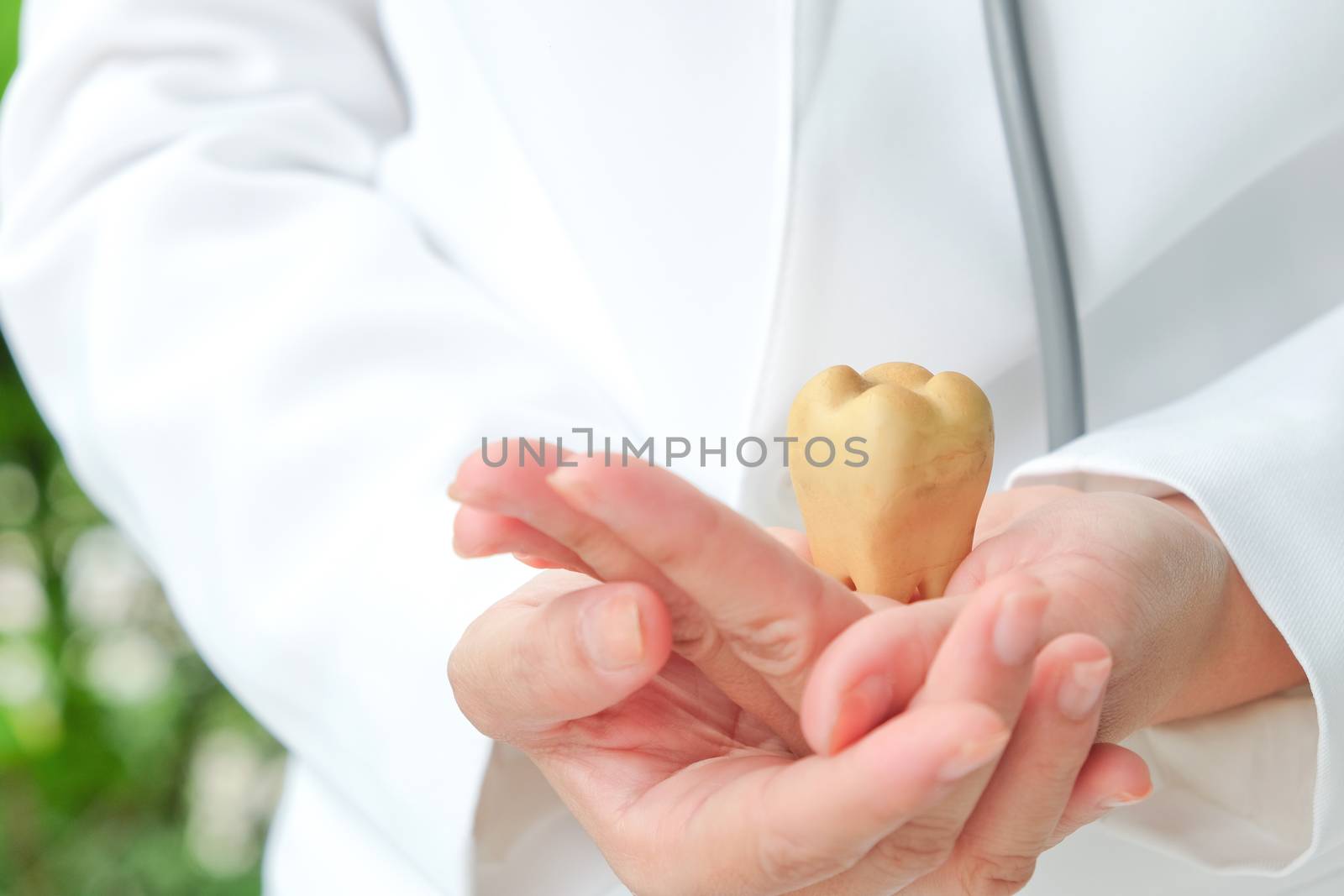 dentist holding molar, dental concept