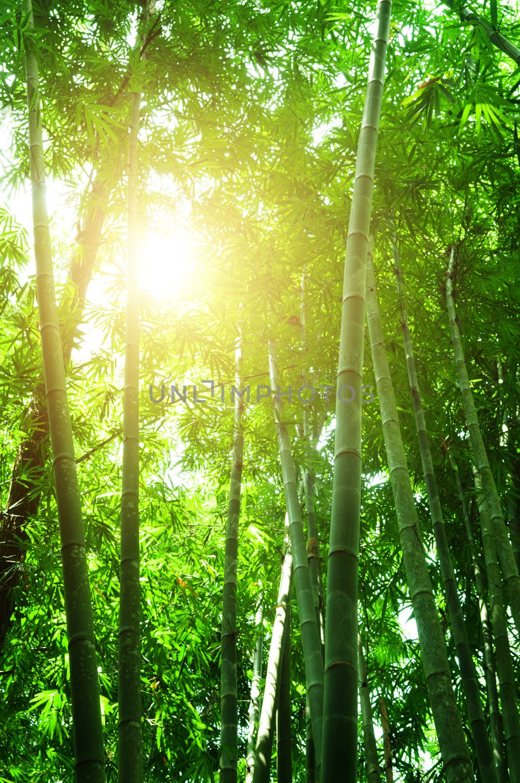 Asian bamboo forest view in morning with sun flare.