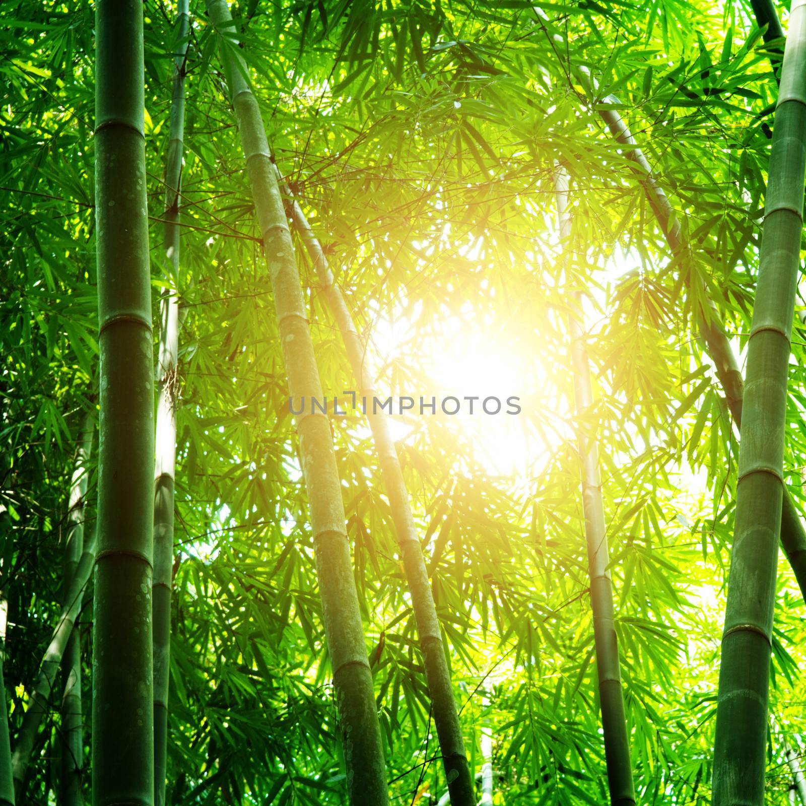 Asian bamboo forest view with beautiful morning sunlight.