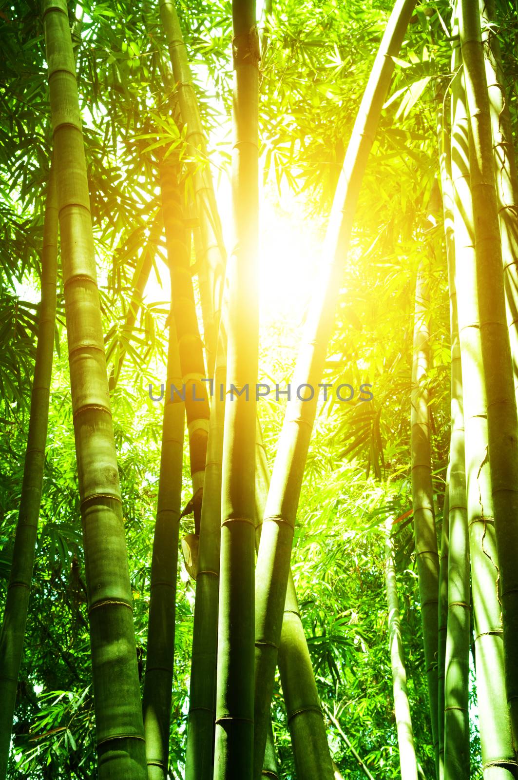 Asian bamboo forest and sun flare by szefei